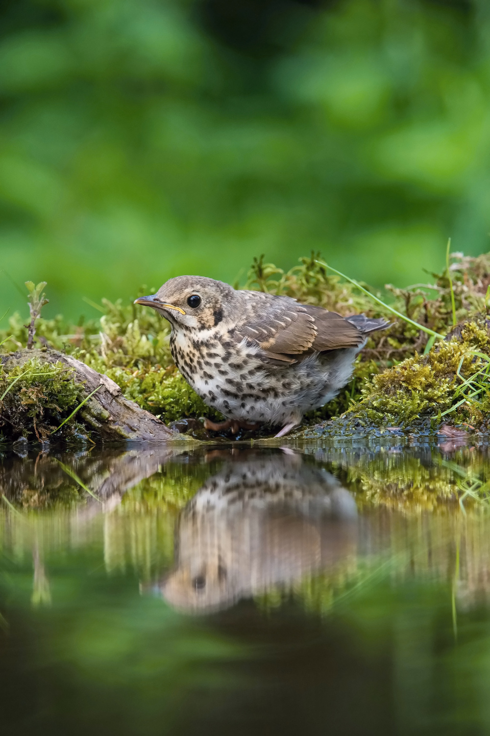 drozd zpěvný (Turdus philomelos) Song thrush