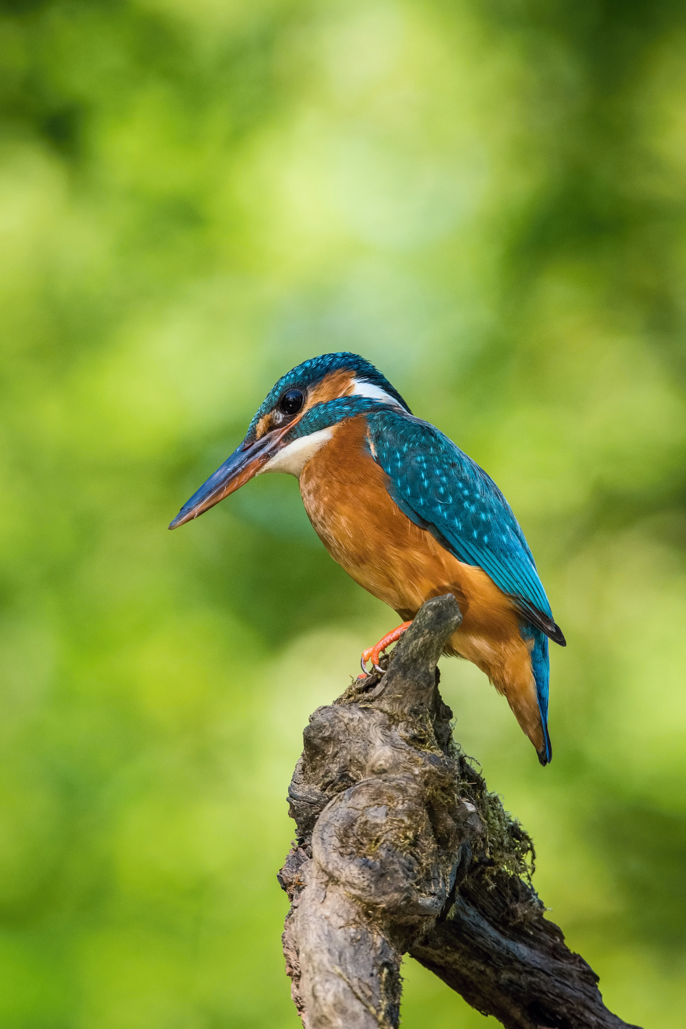 ledňáček říční (Alcedo atthis) Common kingfisher