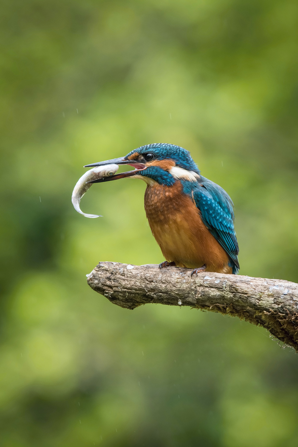 ledňáček říční (Alcedo atthis) Common kingfisher