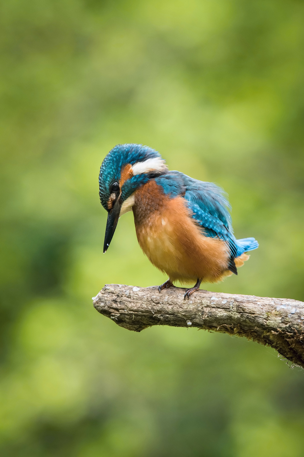 ledňáček říční (Alcedo atthis) Common kingfisher