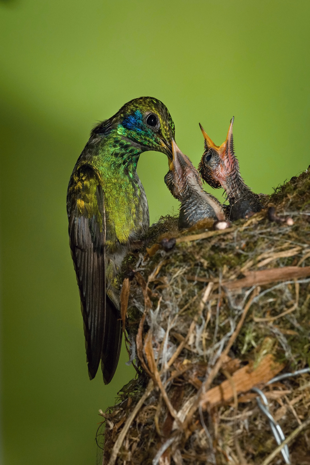 kolibřík zelený (Colibri thalassinus) Mexican violetear