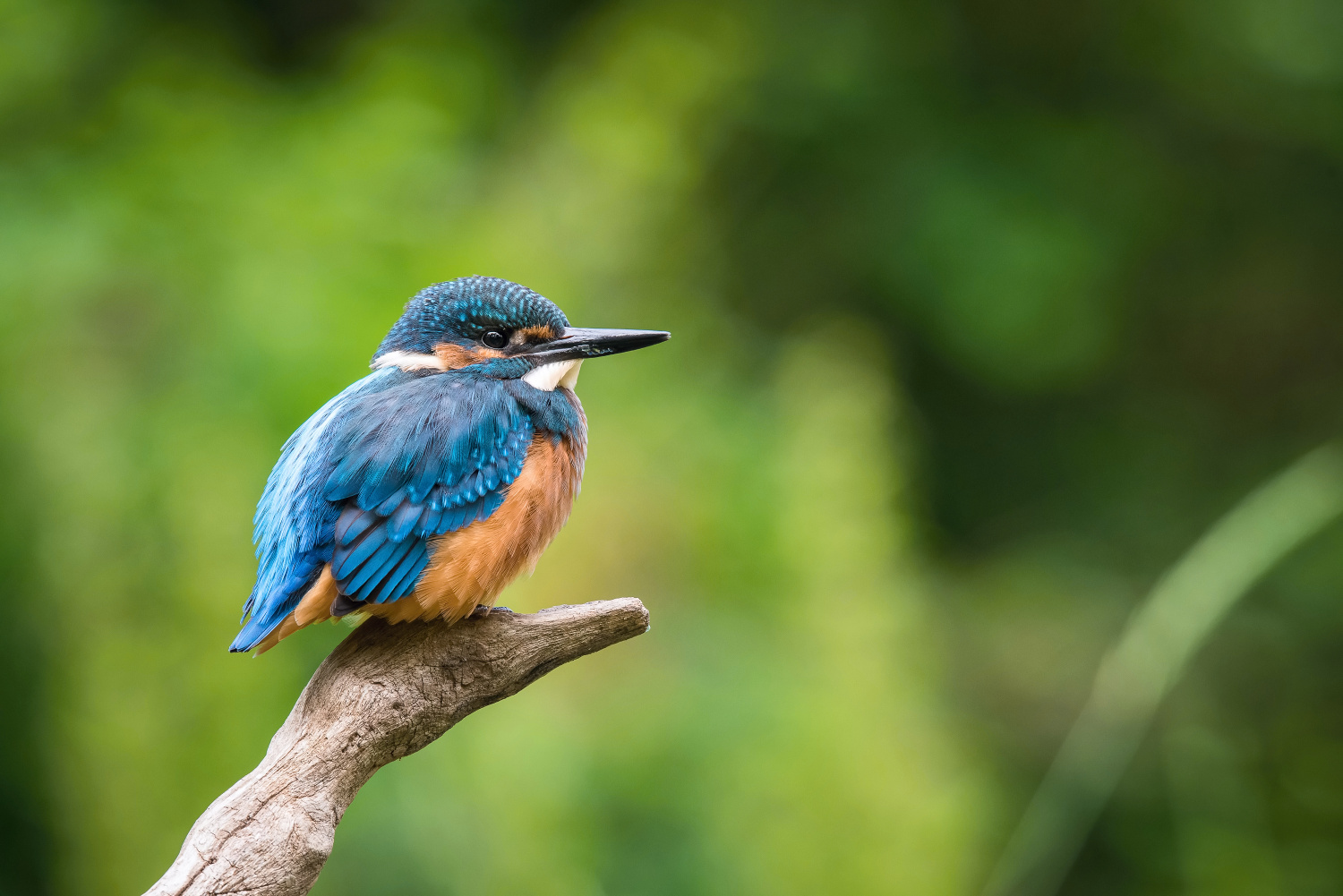 ledňáček říční (Alcedo atthis) Common kingfisher