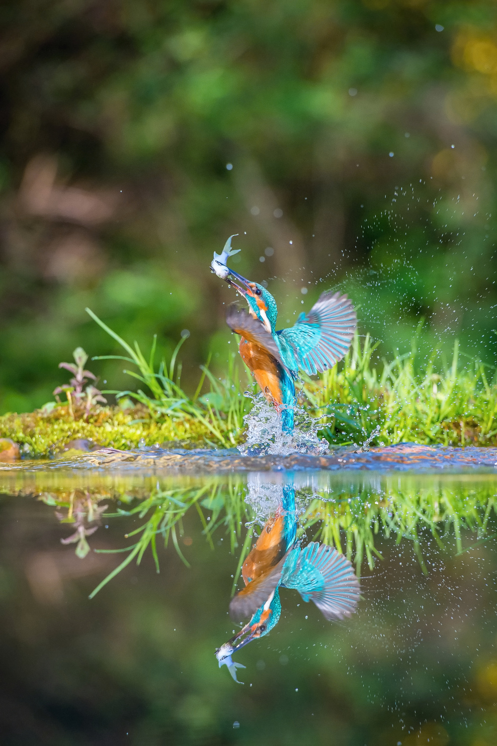 ledňáček říční (Alcedo atthis) Common kingfisher