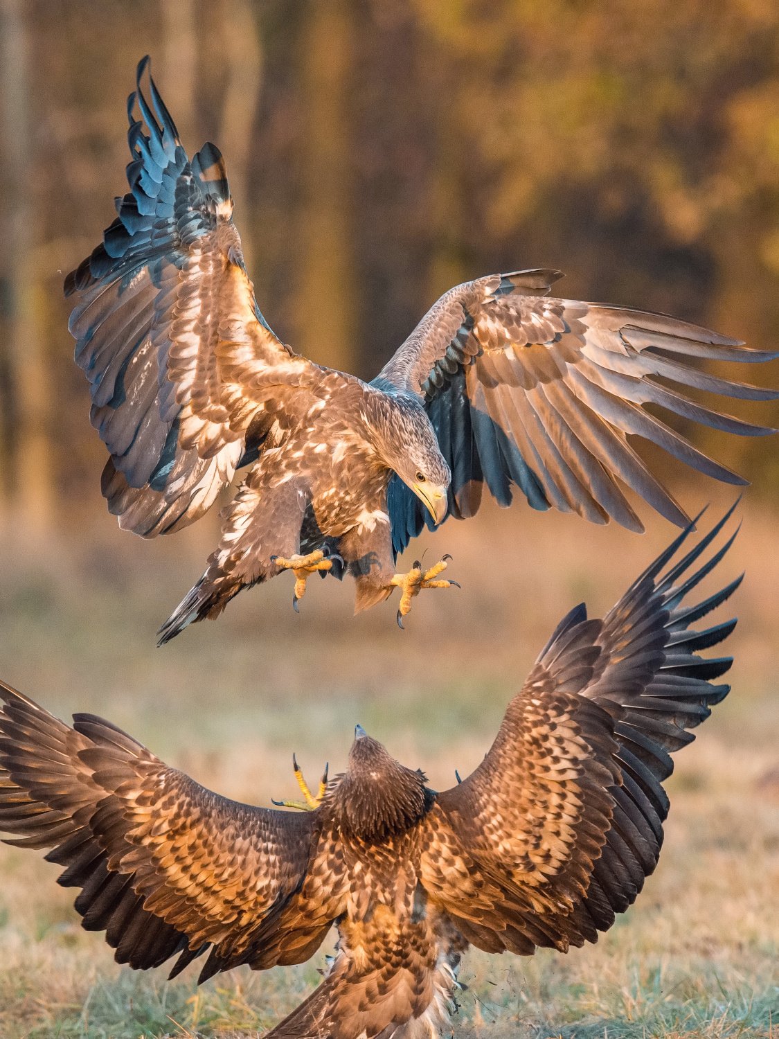 orel mořský (Haliaeetus albicilla) White-tailed eagle