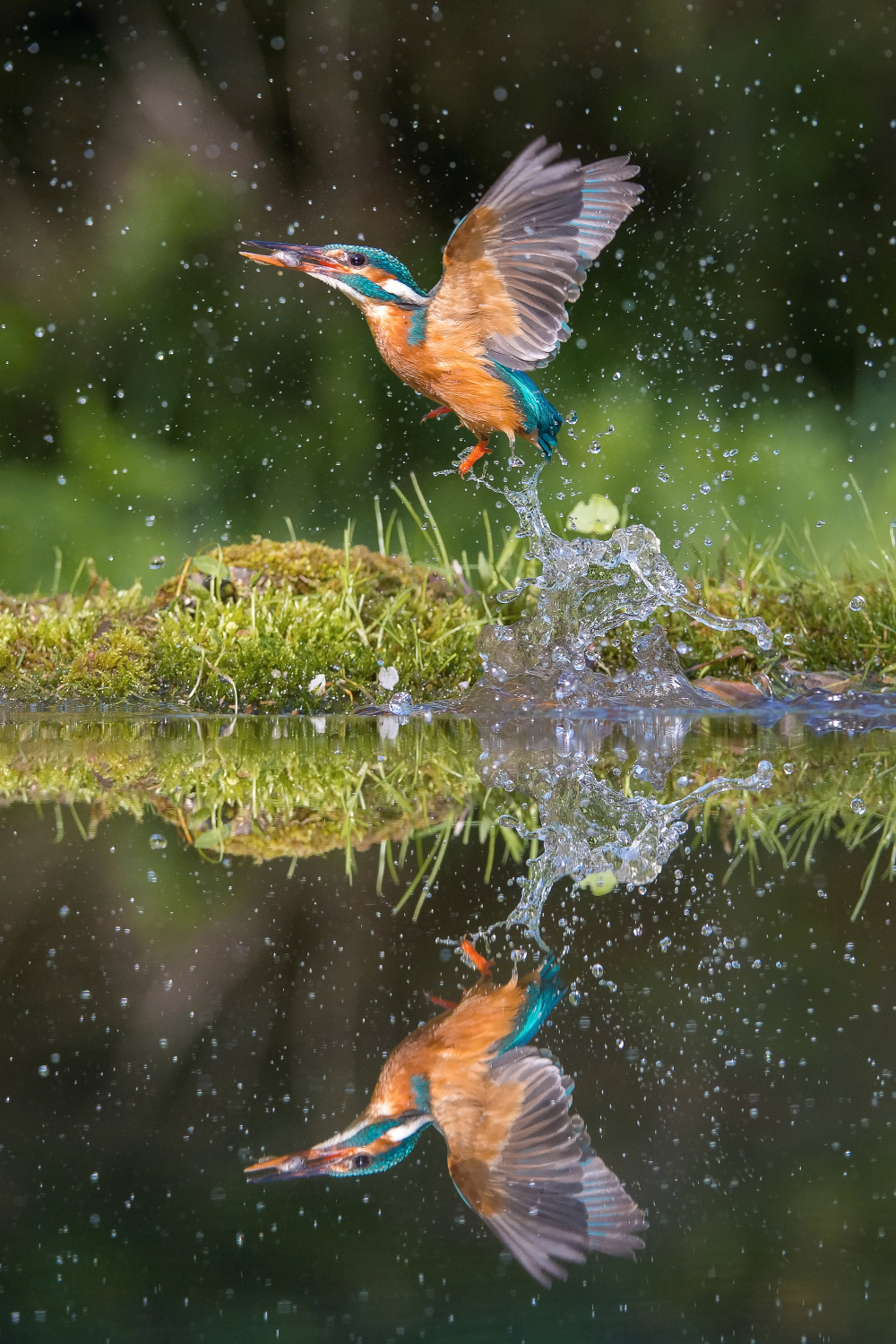 ledňáček říční (Alcedo atthis) Common kingfisher