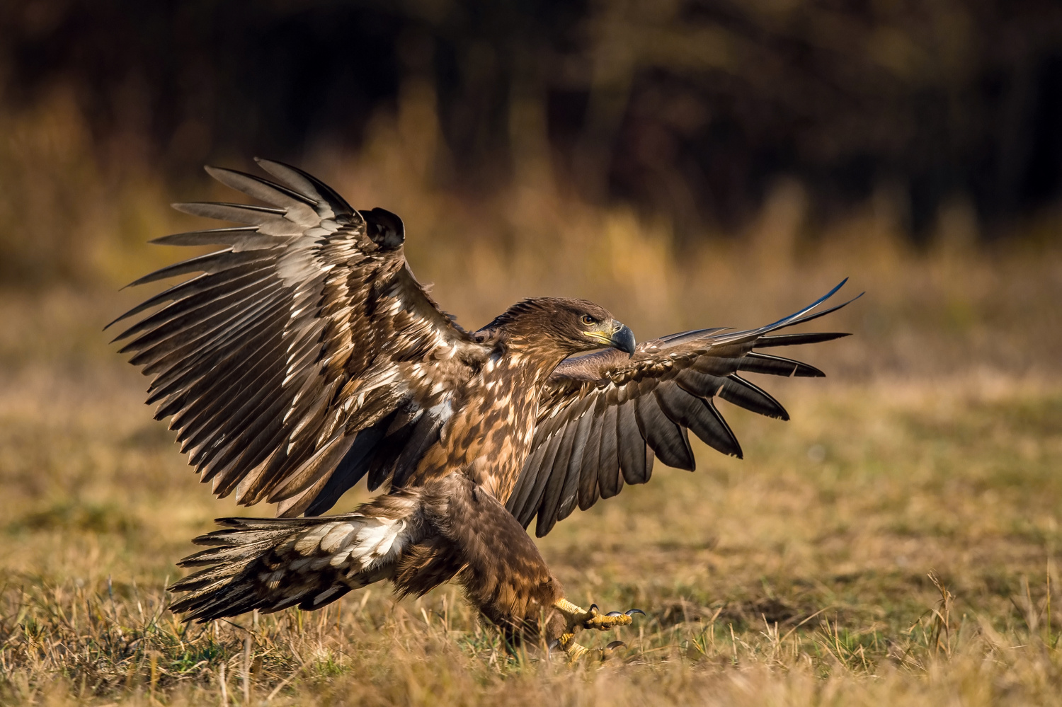 orel mořský (Haliaeetus albicilla) White-tailed eagle