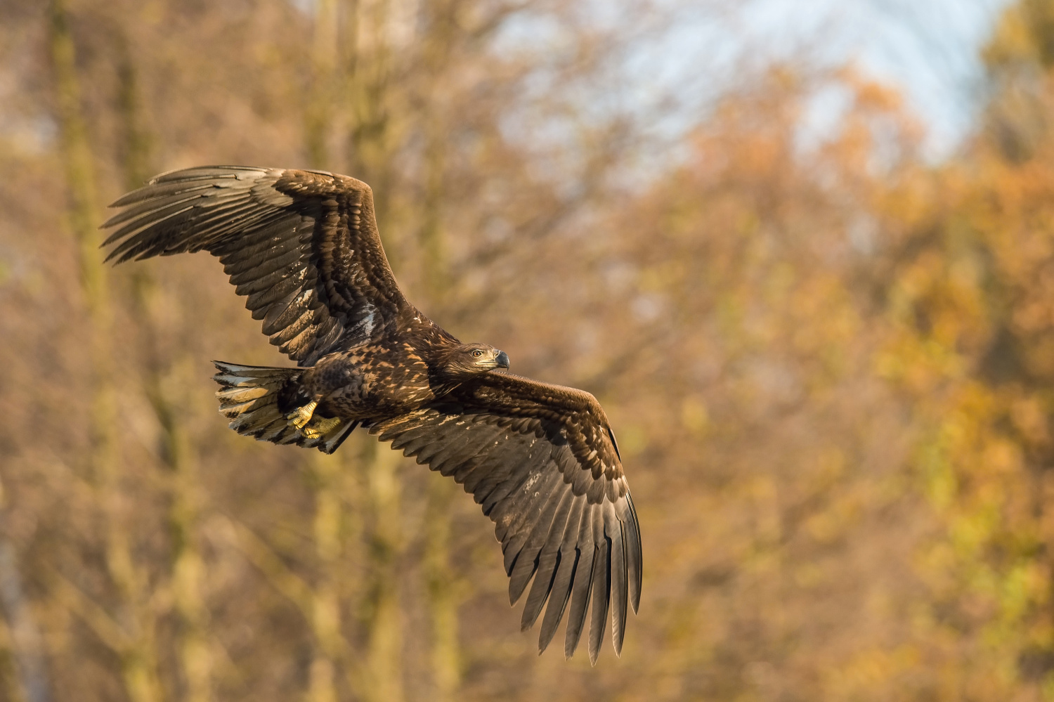 orel mořský (Haliaeetus albicilla) White-tailed eagle