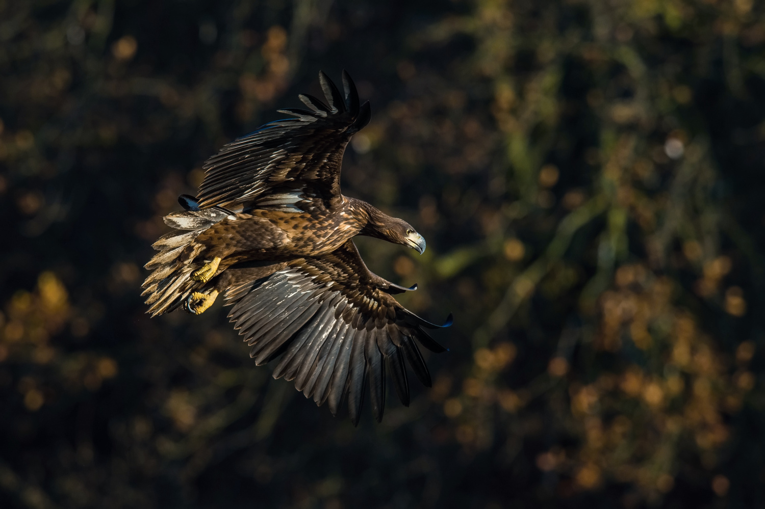 orel mořský (Haliaeetus albicilla) White-tailed eagle