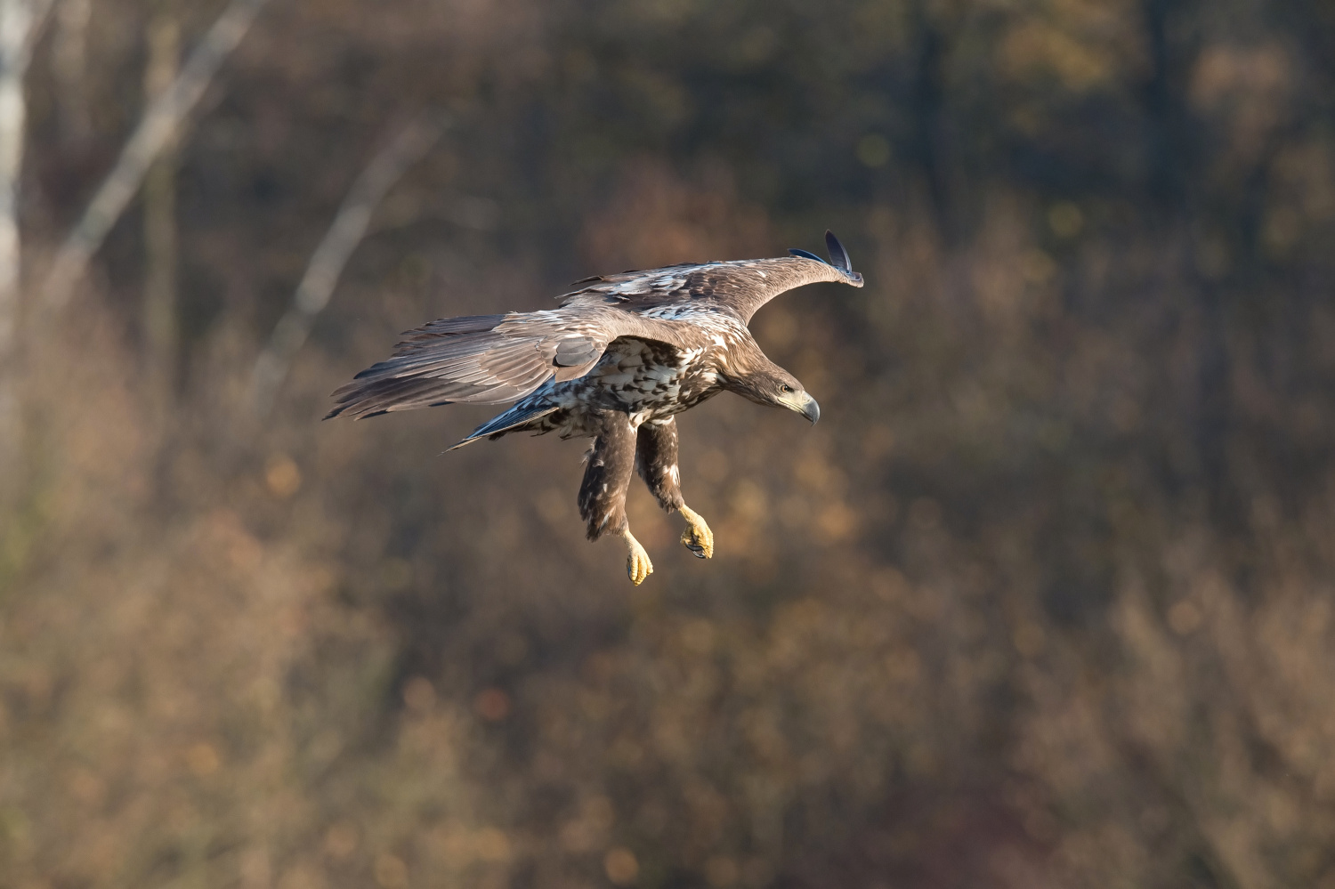 orel mořský (Haliaeetus albicilla) White-tailed eagle