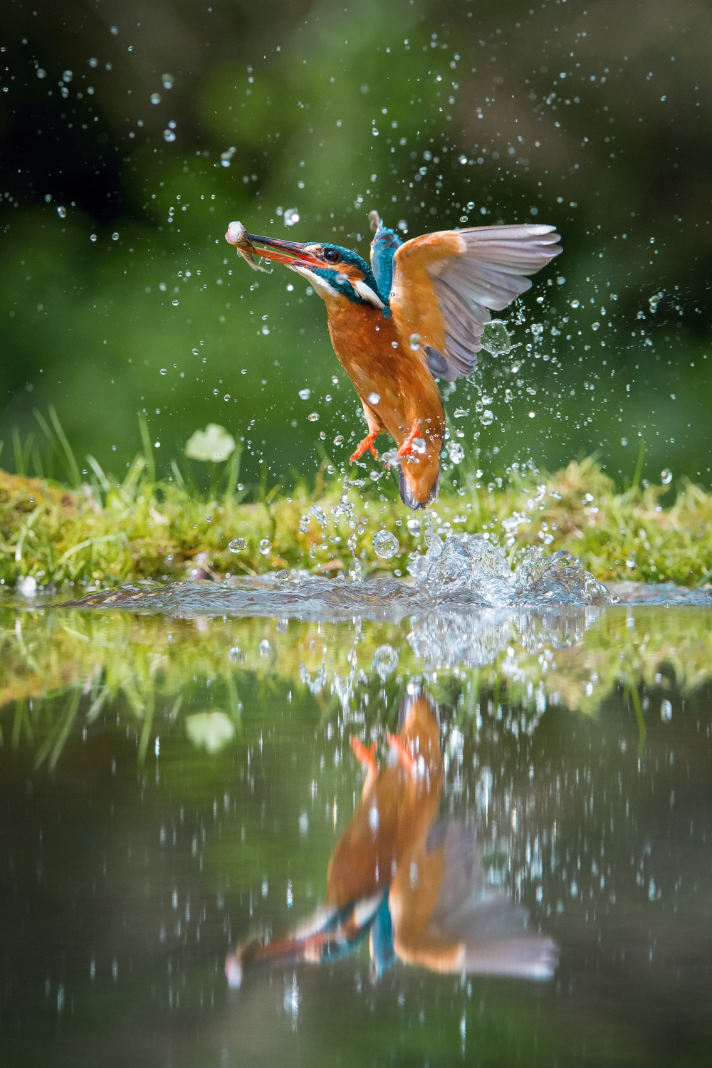 ledňáček říční (Alcedo atthis) Common kingfisher