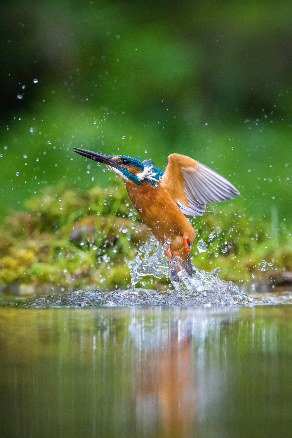 ledňáček říční (Alcedo atthis) Common kingfisher