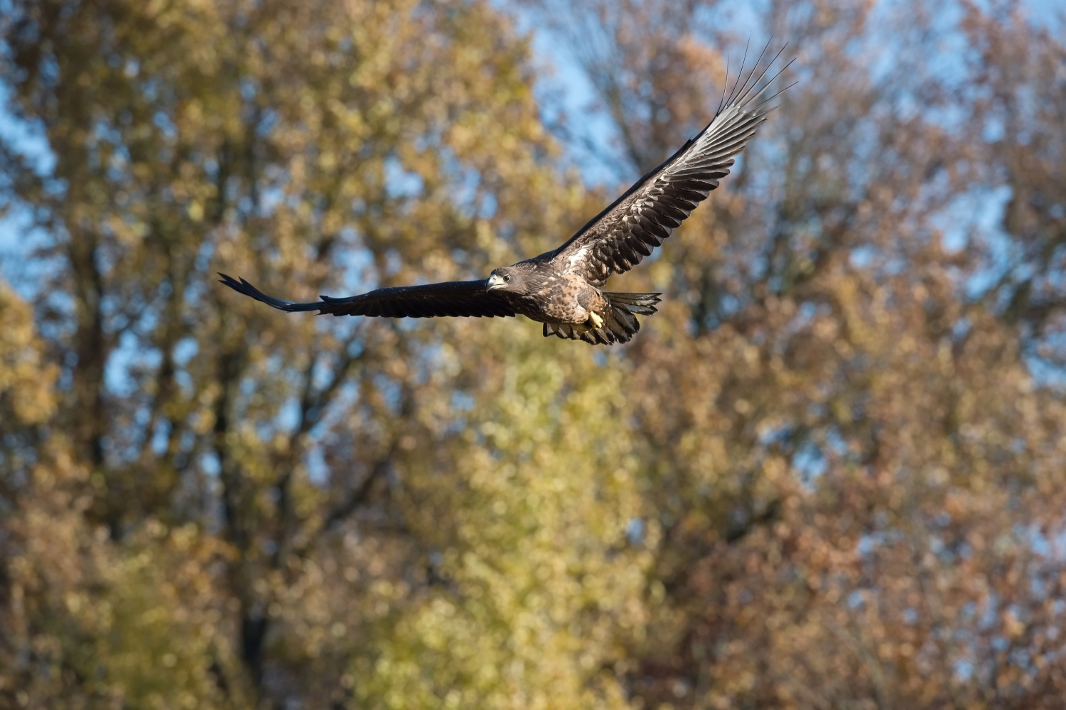 orel mořský (Haliaeetus albicilla) White-tailed eagle