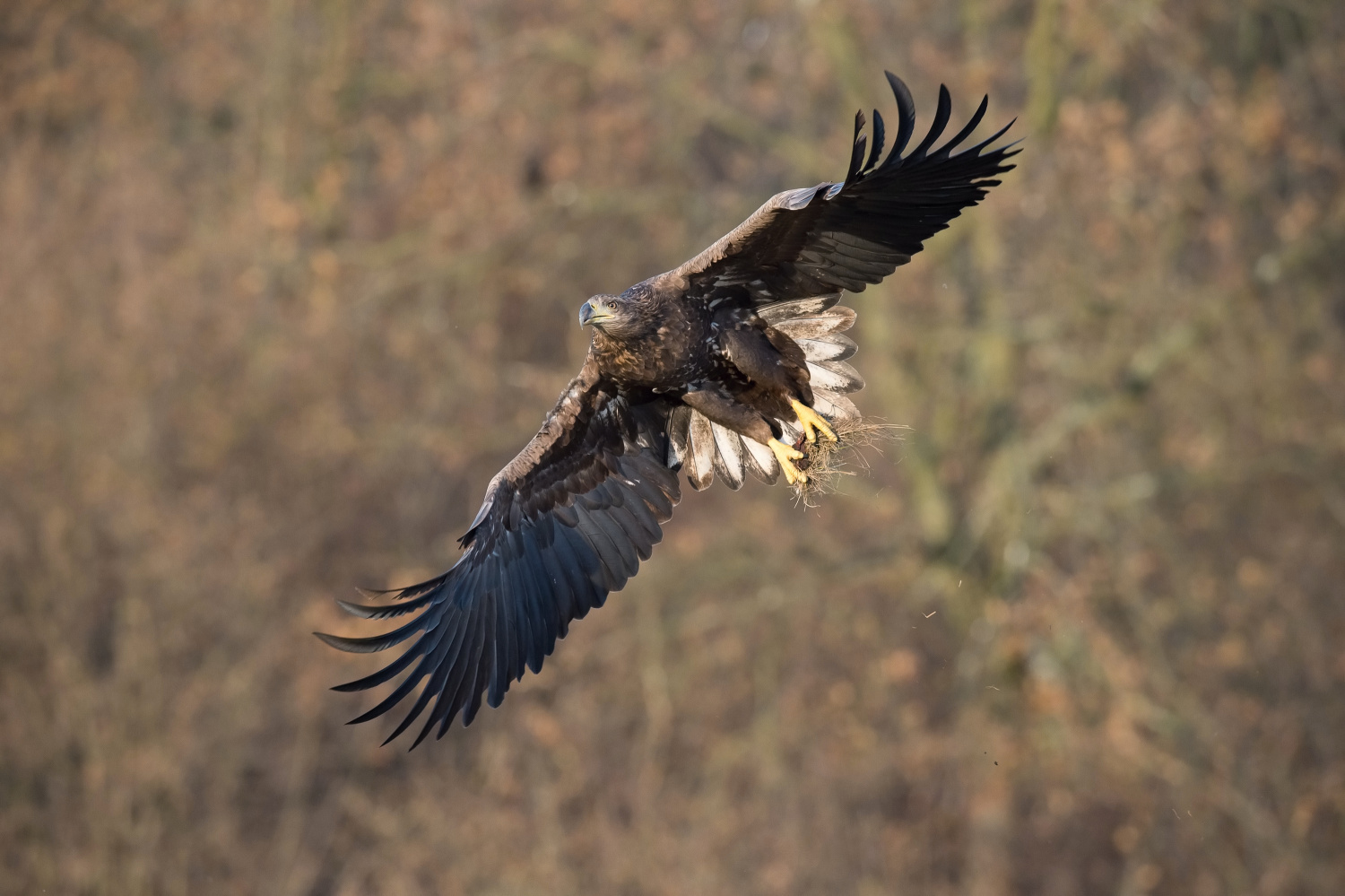 orel mořský (Haliaeetus albicilla) White-tailed eagle