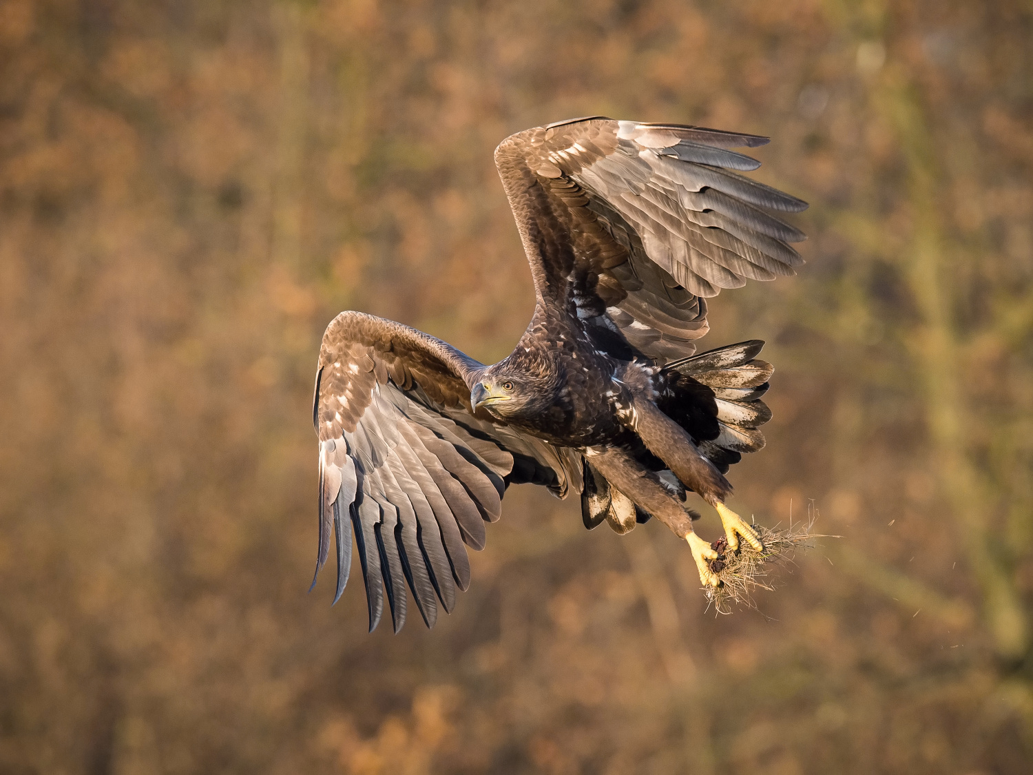 orel mořský (Haliaeetus albicilla) White-tailed eagle