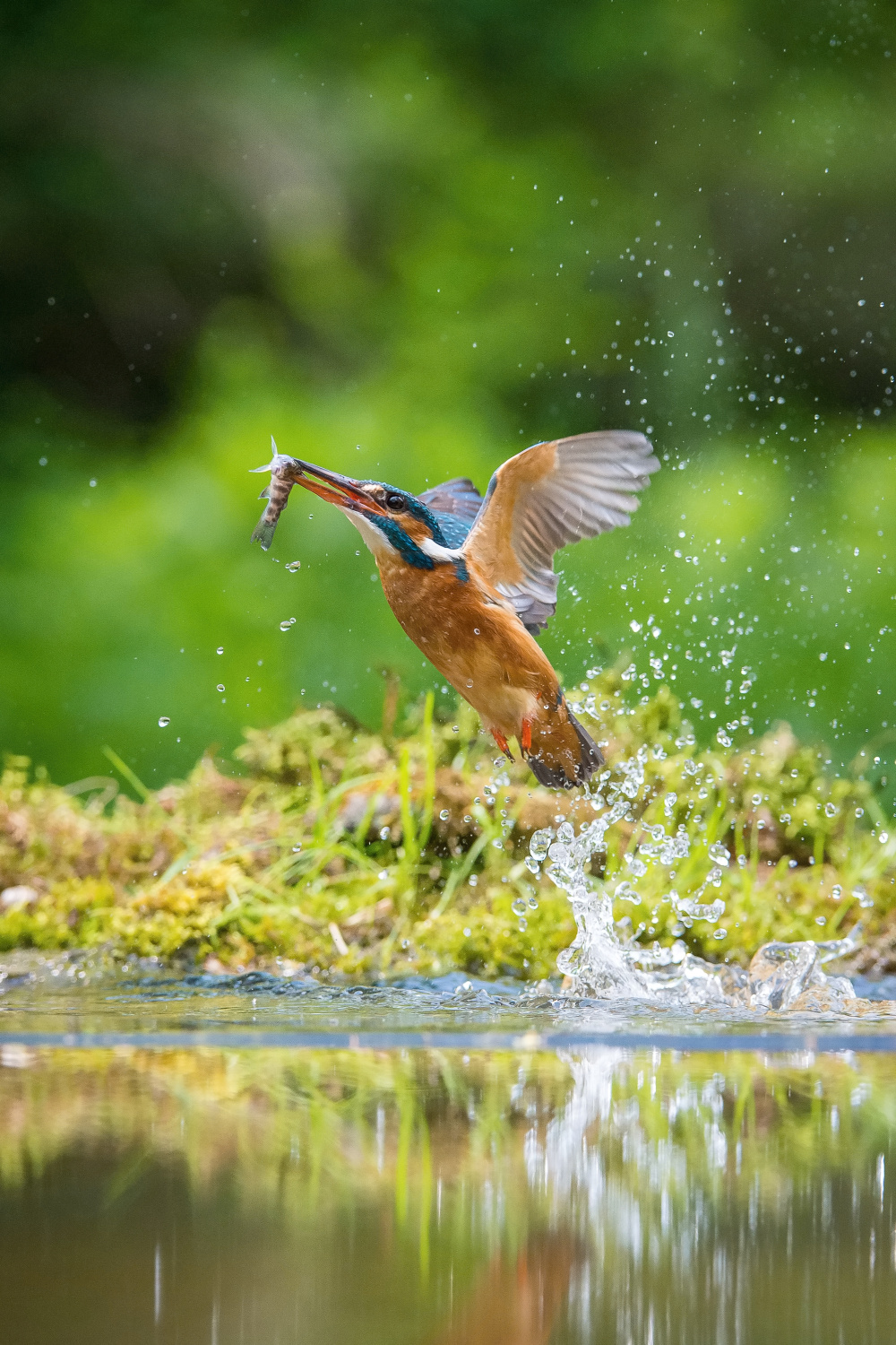 ledňáček říční (Alcedo atthis) Common kingfisher