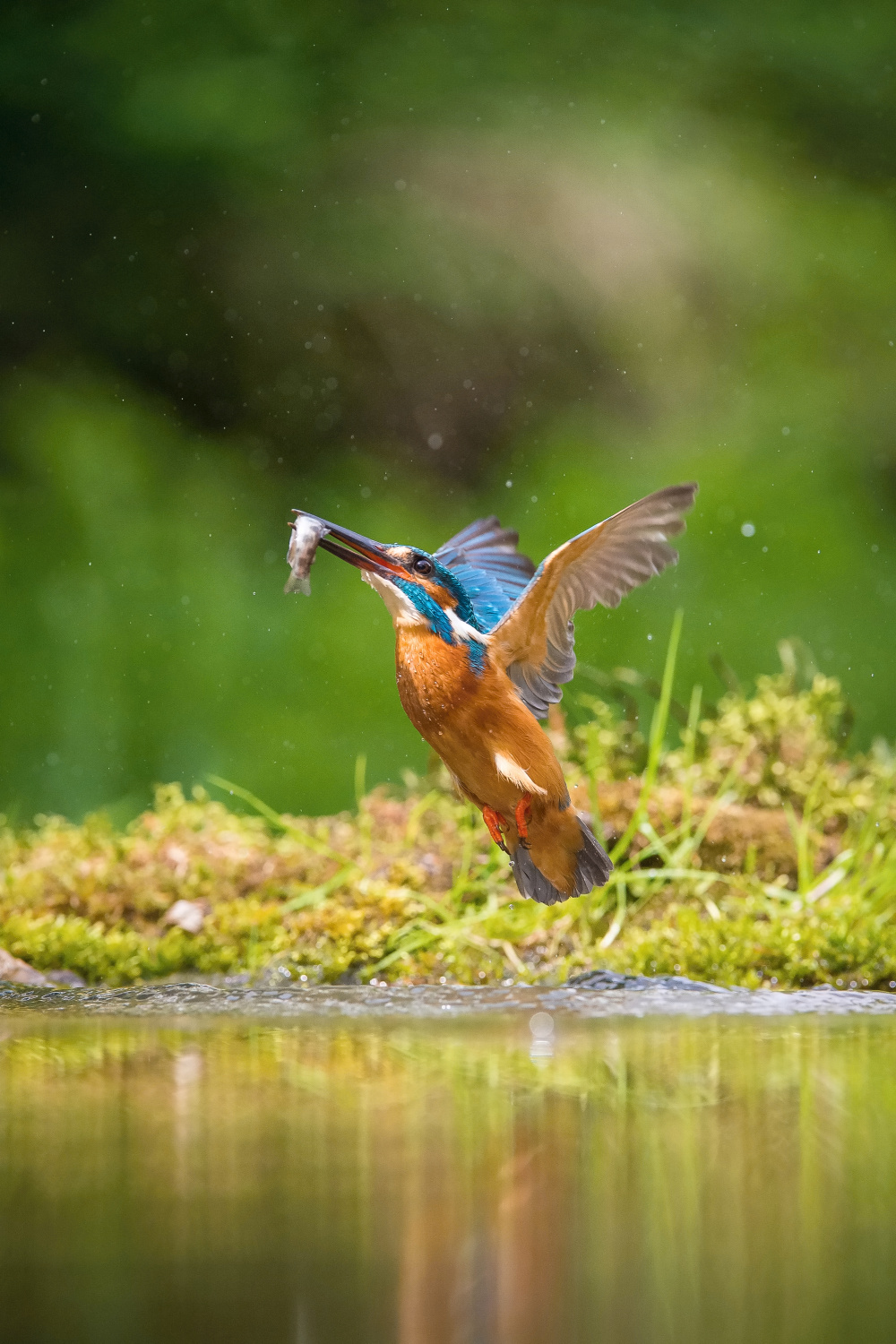 ledňáček říční (Alcedo atthis) Common kingfisher