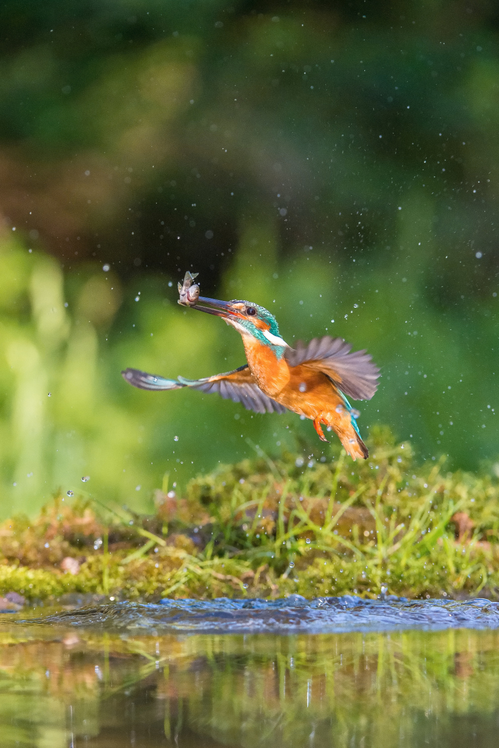 ledňáček říční (Alcedo atthis) Common kingfisher