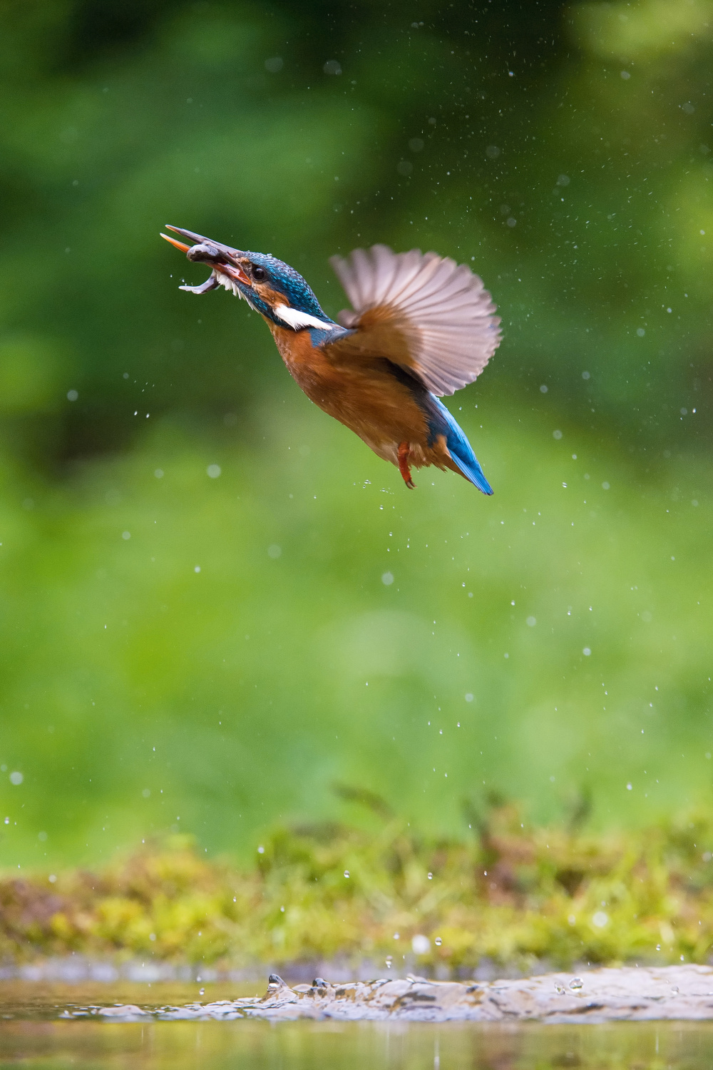 ledňáček říční (Alcedo atthis) Common kingfisher