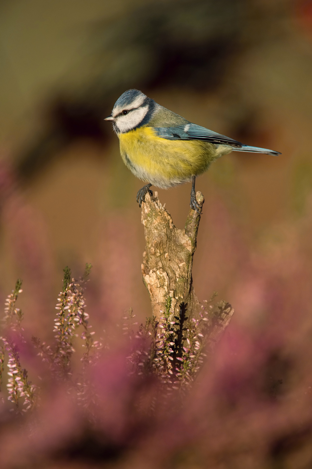 sýkora modřinka (Parus caeruleus) Eurasian blue tit