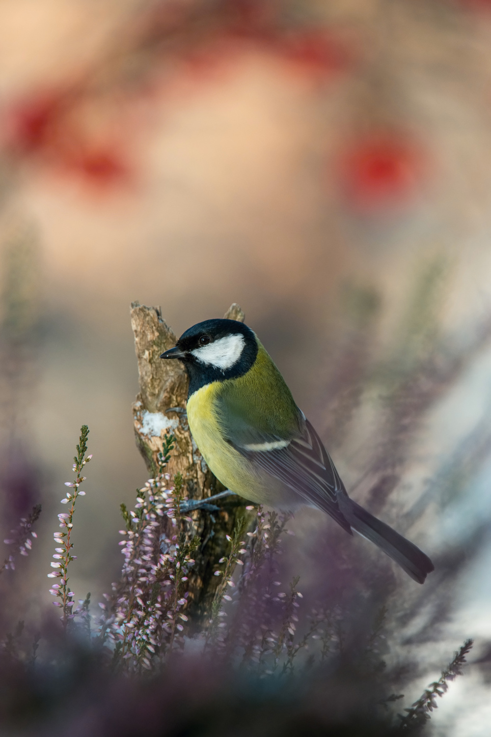 sýkora koňadra (Parus major) Great tit