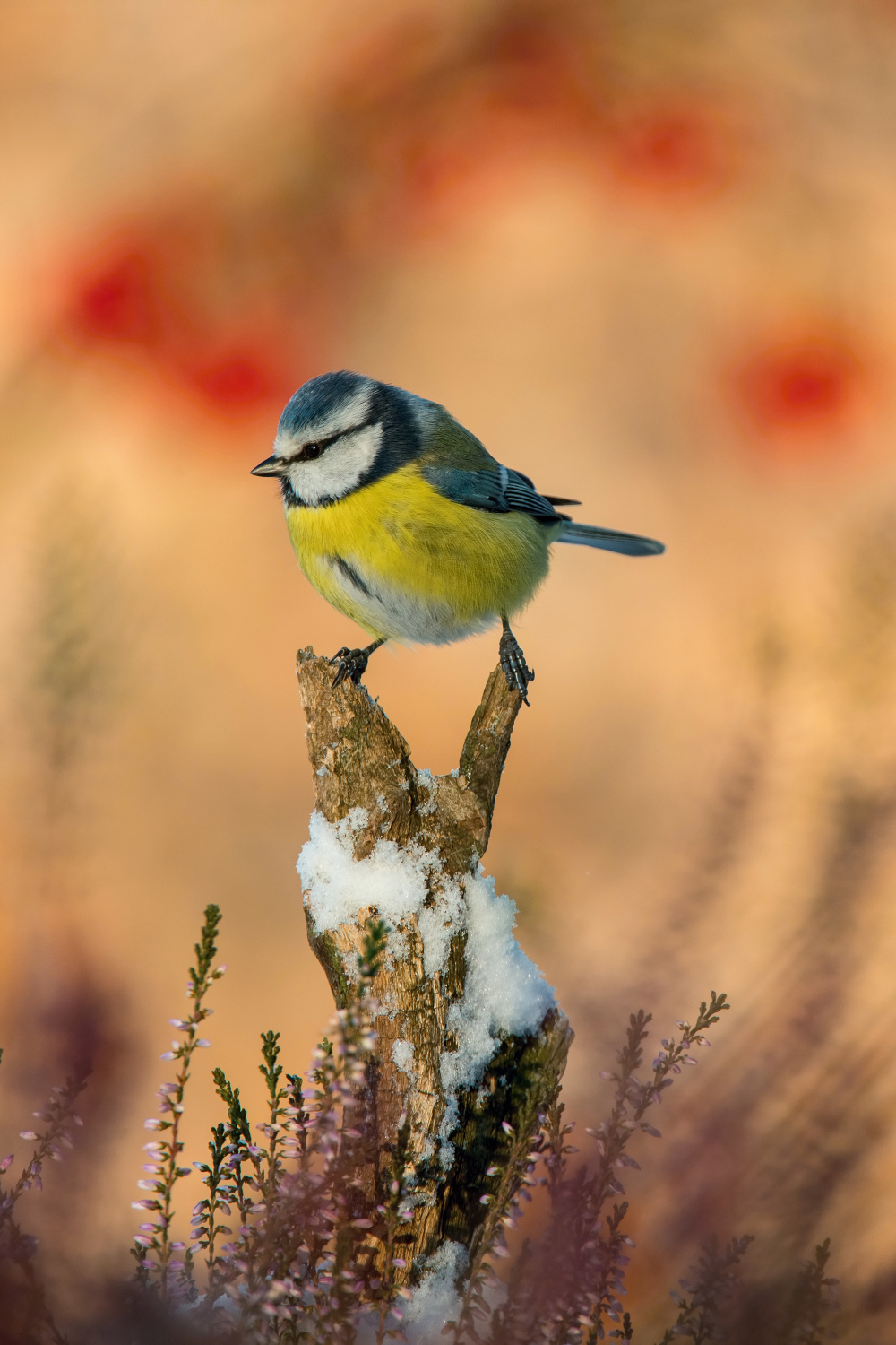 sýkora modřinka (Parus caeruleus) Eurasian blue tit