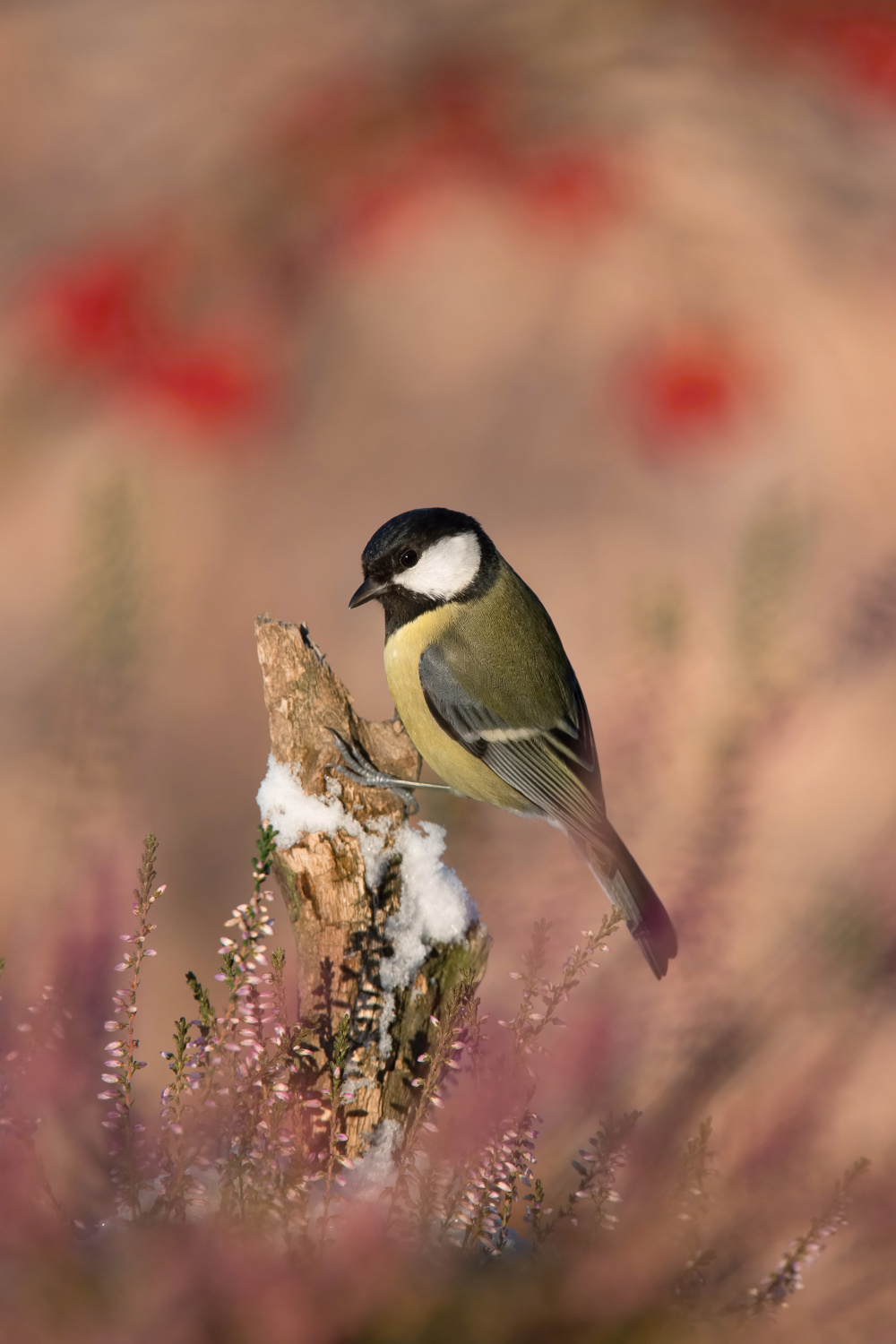 sýkora koňadra (Parus major) Great tit