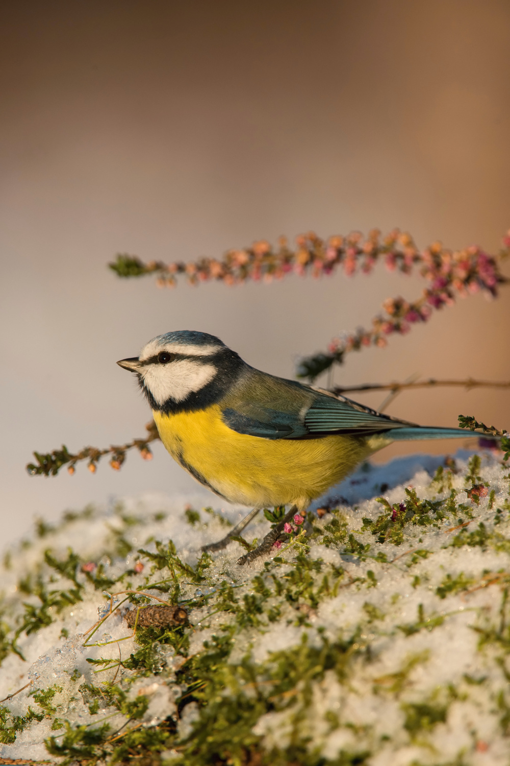 sýkora modřinka (Parus caeruleus) Eurasian blue tit