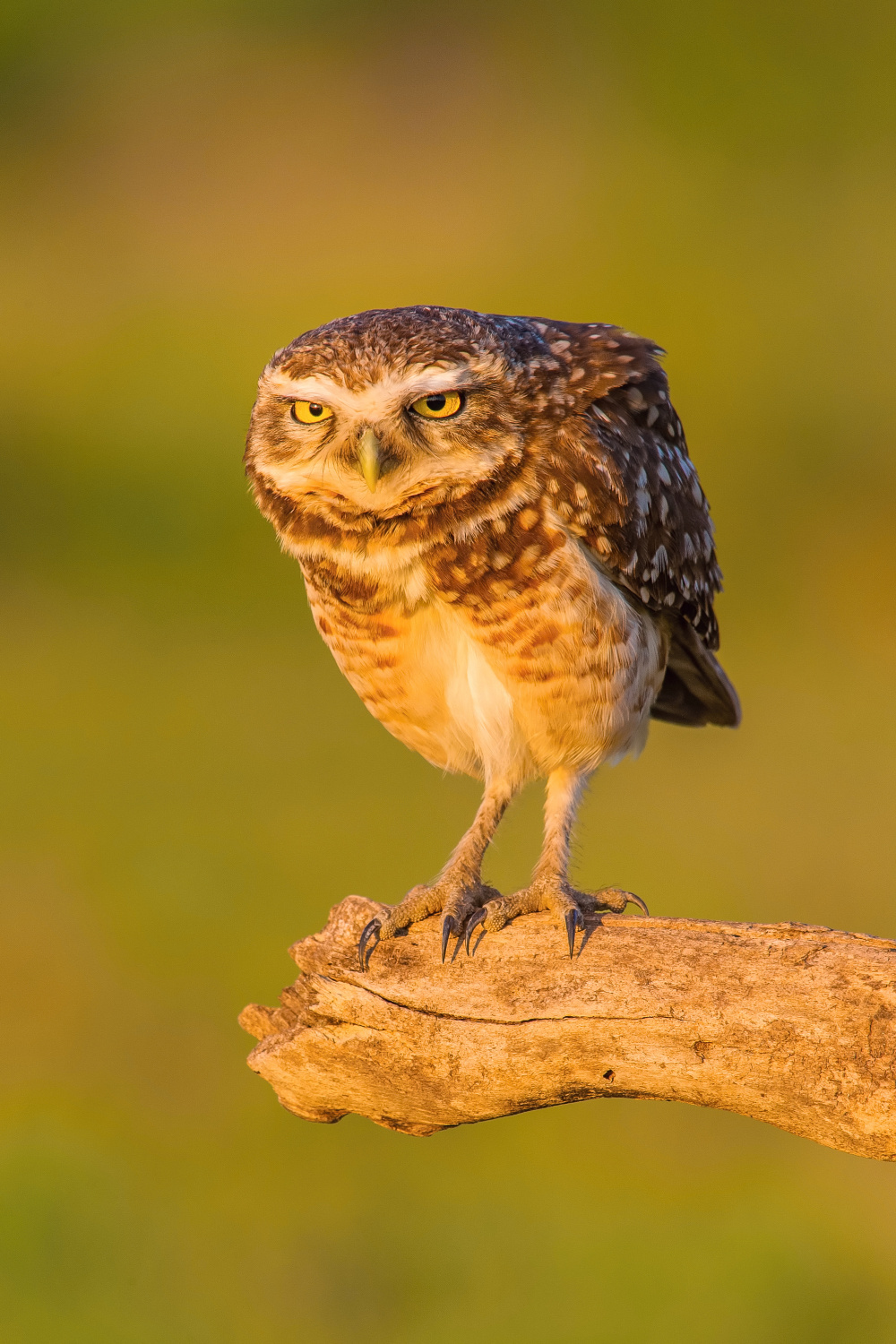 sýček králičí (Athene cunicularia) Burrowing owl