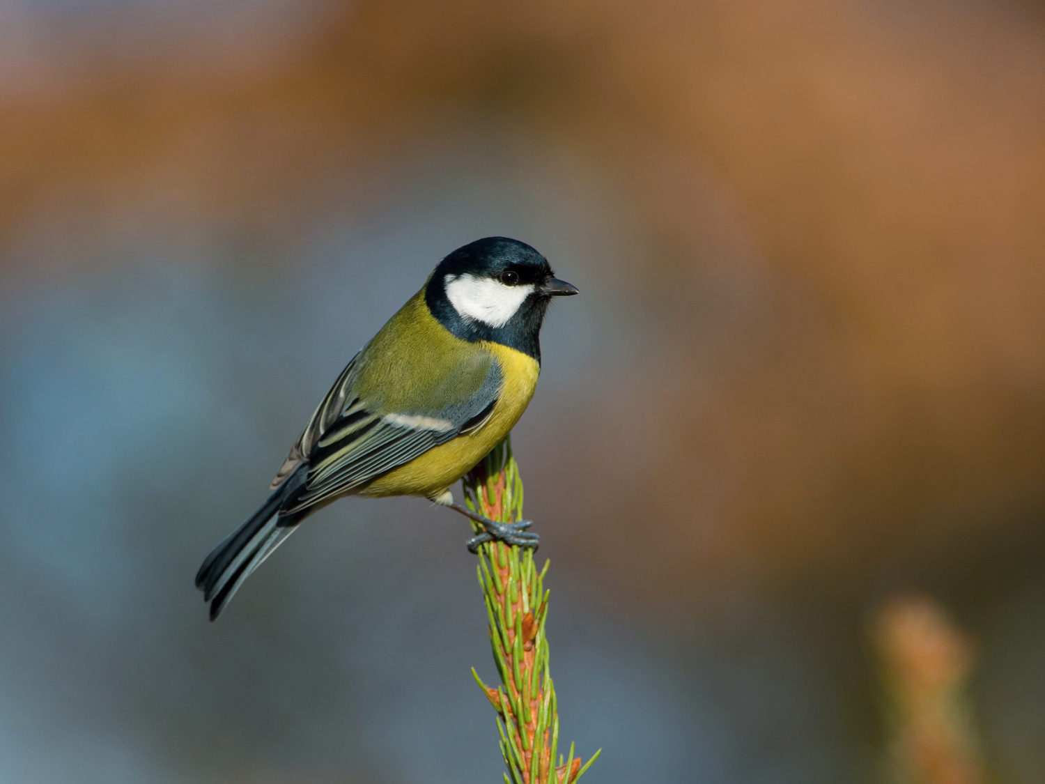 sýkora koňadra (Parus major) Great tit