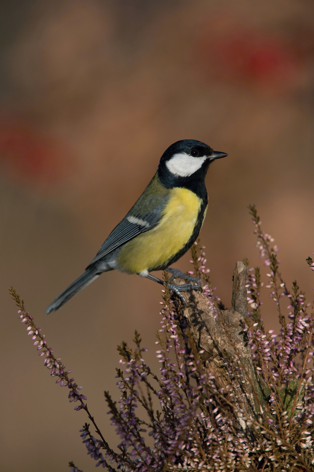 sýkora koňadra (Parus major) Great tit