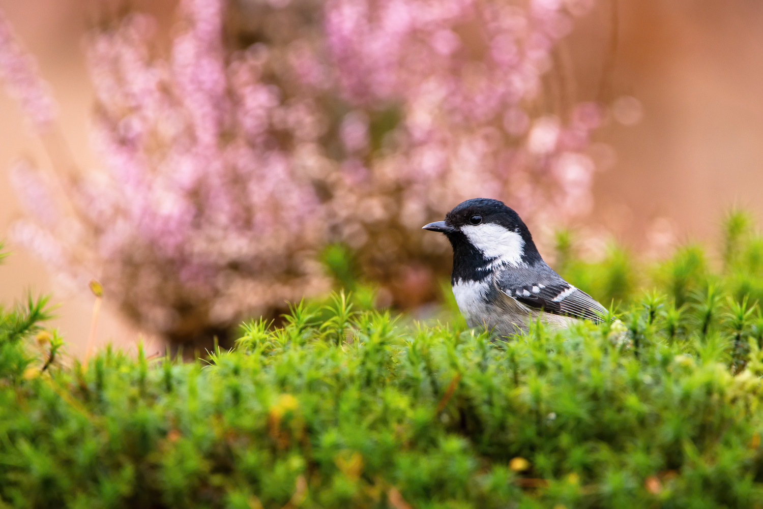 sýkora uhelníček (Parus ater) Coal tit