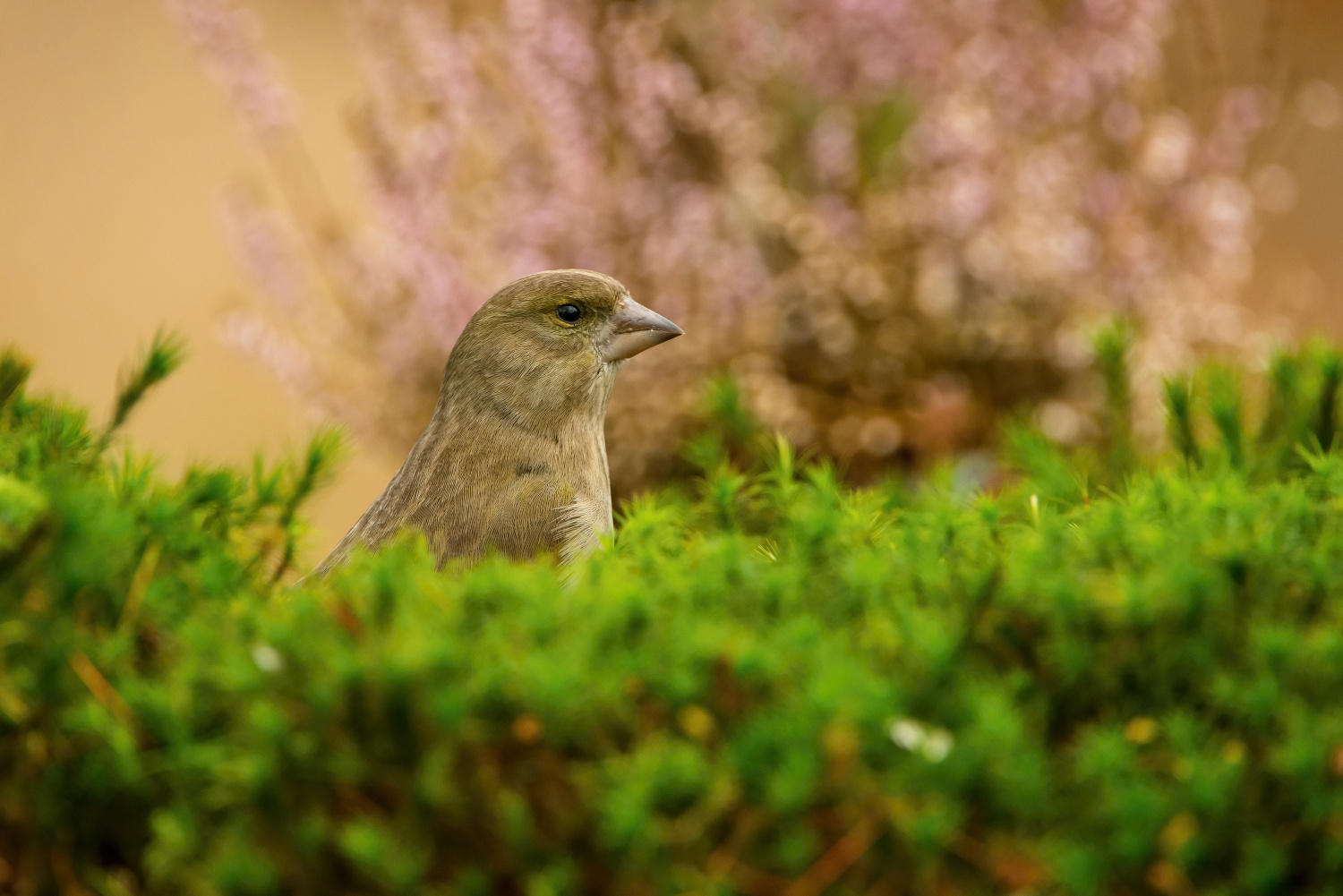 zvonek zelený (Carduelis chloris) European greenfinch