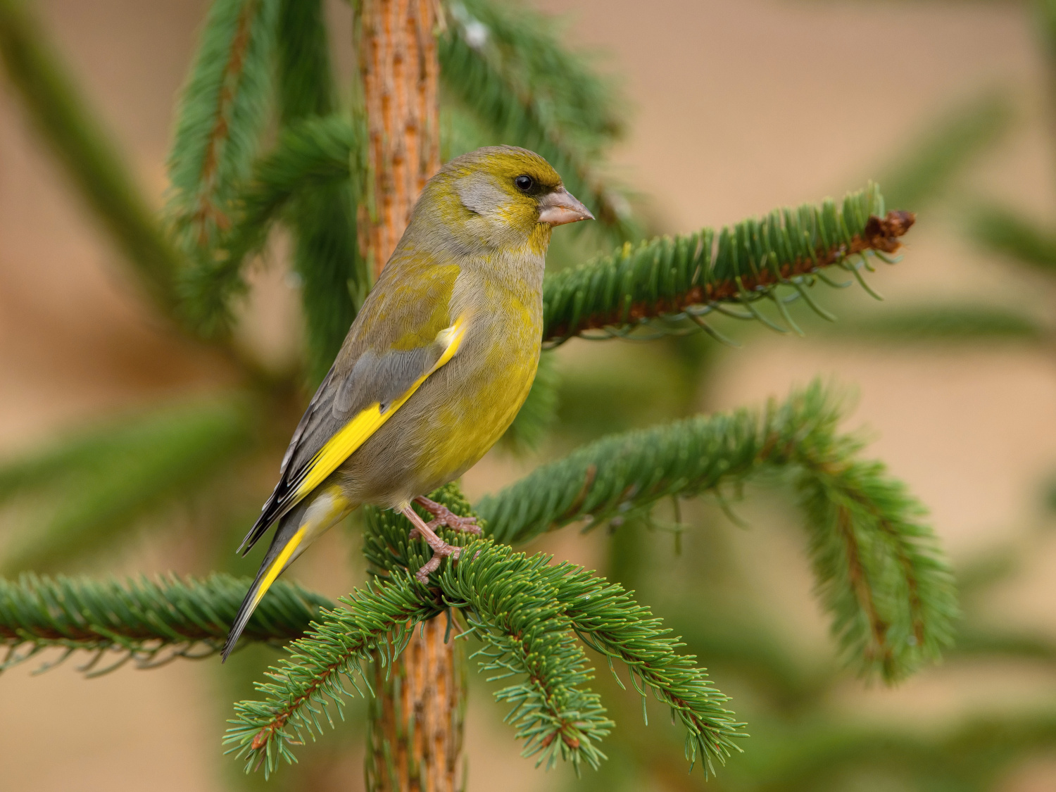 zvonek zelený (Carduelis chloris) European greenfinch