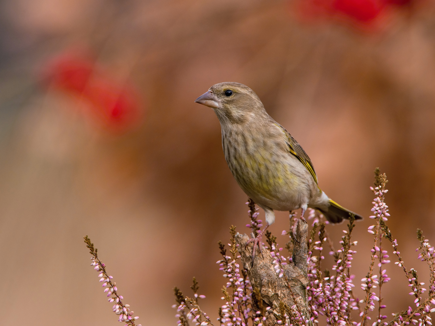 zvonek zelený (Carduelis chloris) European greenfinch