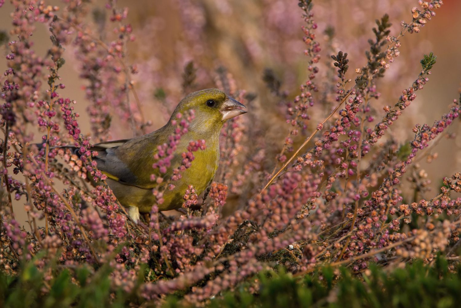 zvonek zelený (Carduelis chloris) European greenfinch