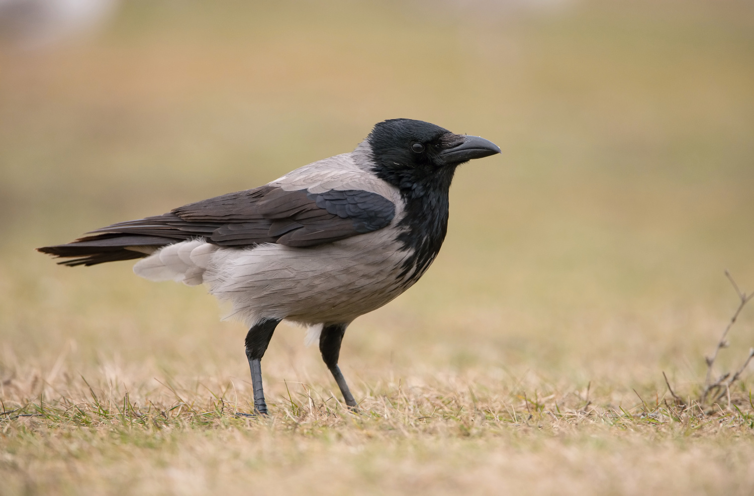 vrána obecná šedá (Corvus corone) Carrion crow