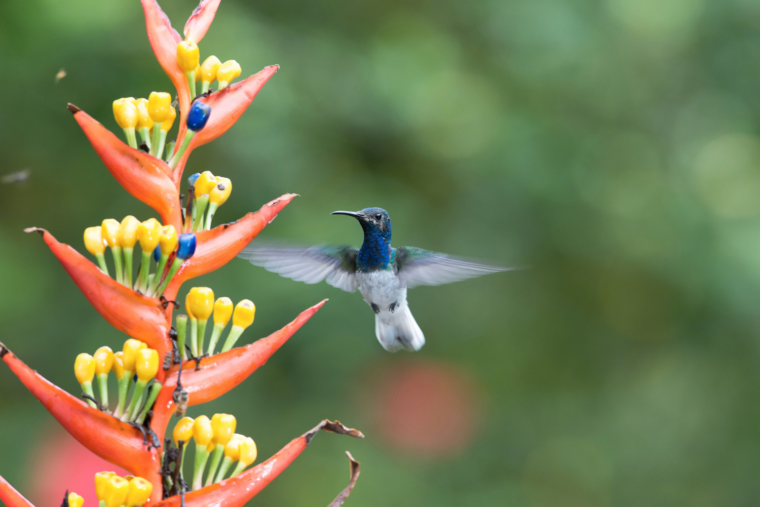 kolibřík bělokrký (Florisuga mellivora) White-necked jacobin