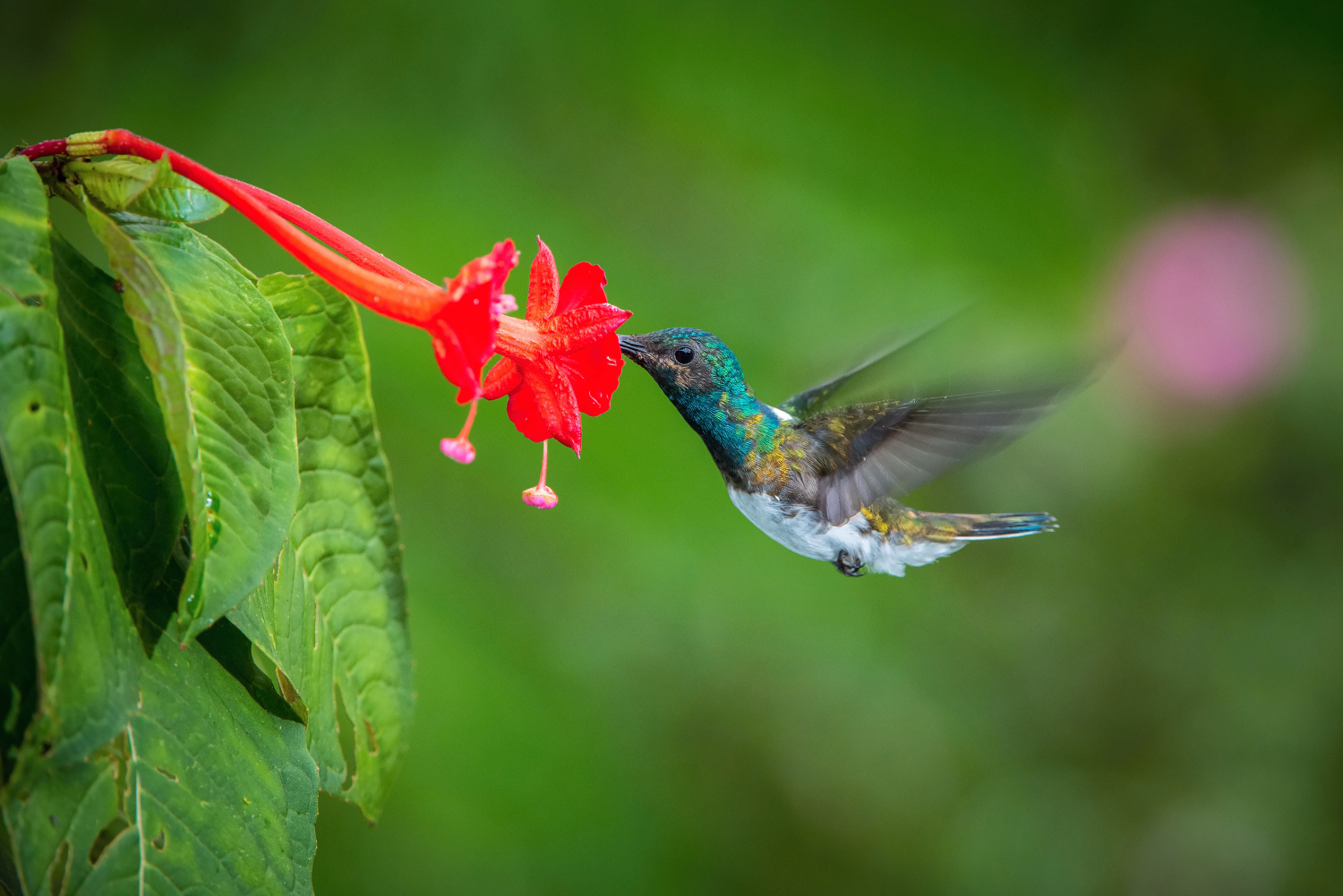 kolibřík bělokrký (Florisuga mellivora) White-necked jacobin