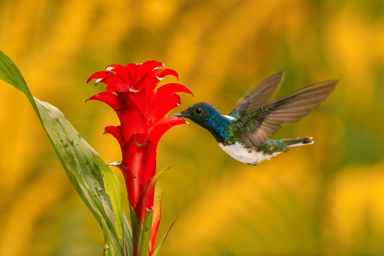 kolibřík bělokrký (Florisuga mellivora) White-necked jacobin