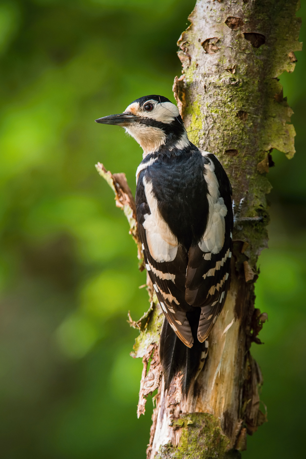 strakapoud velký (Dendrocopos major) Great spotted woodpecker