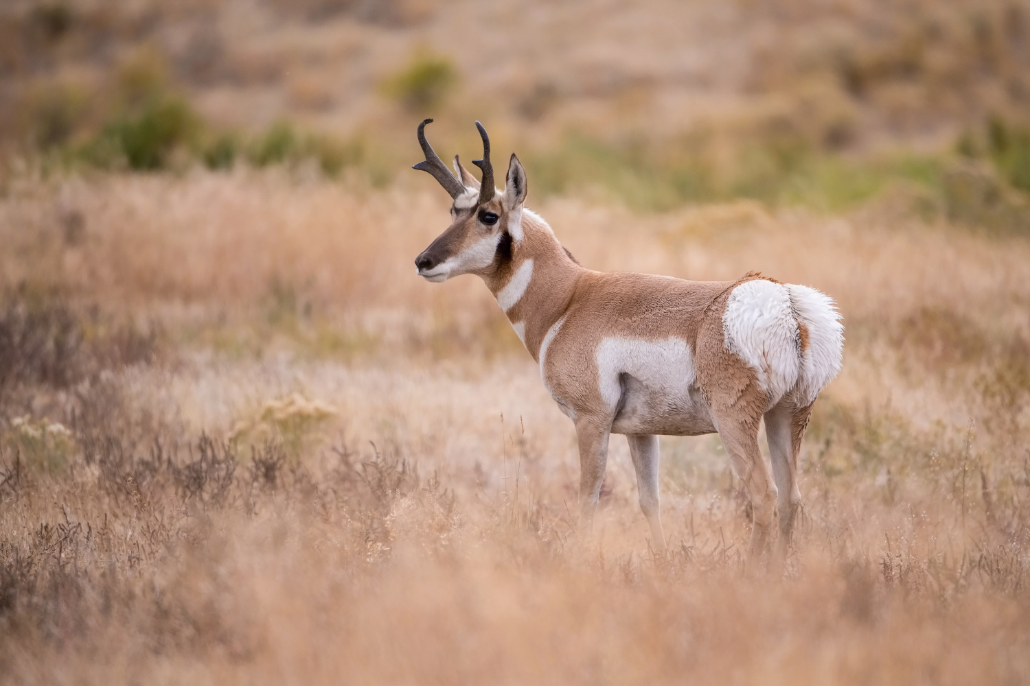 vidloroh americký (Antilocapra americana) Pronghorn