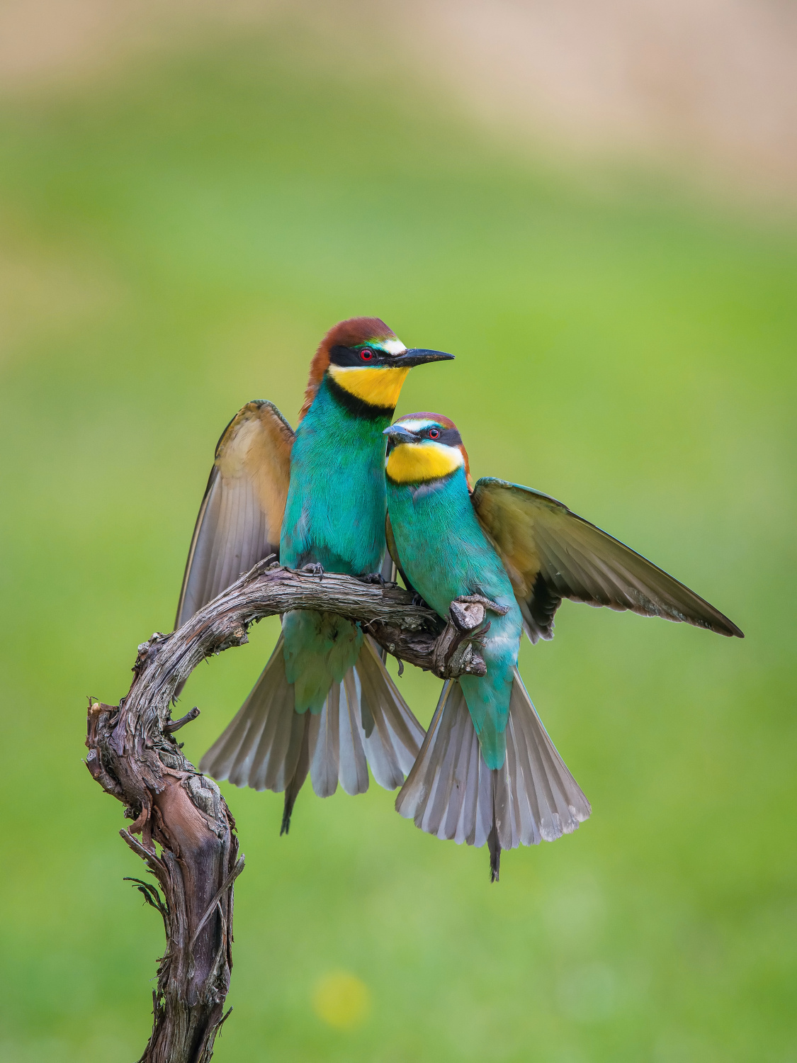 vlha pestrá (Merops apiaster) European bee-eater