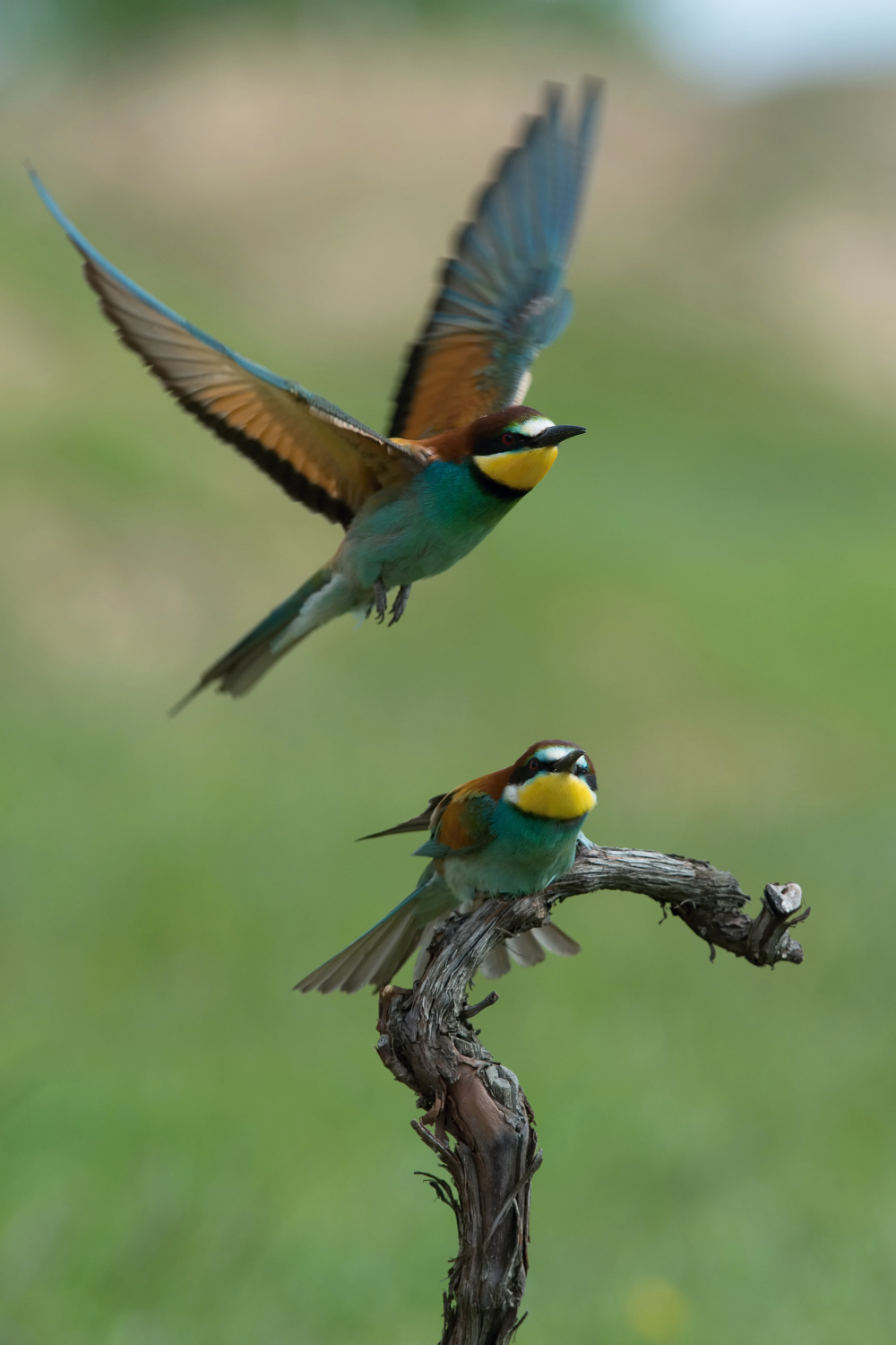 vlha pestrá (Merops apiaster) European bee-eater