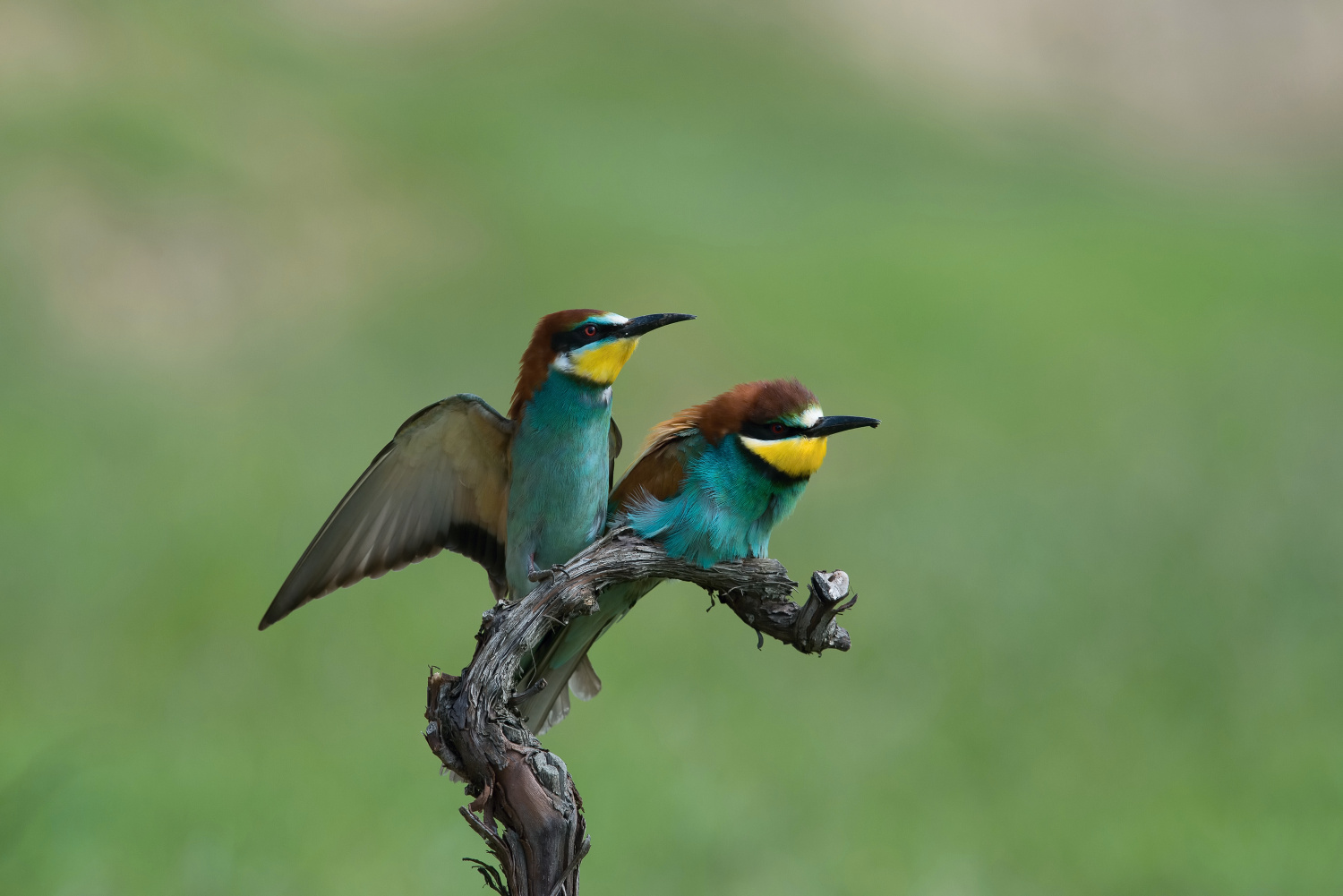 vlha pestrá (Merops apiaster) European bee-eater