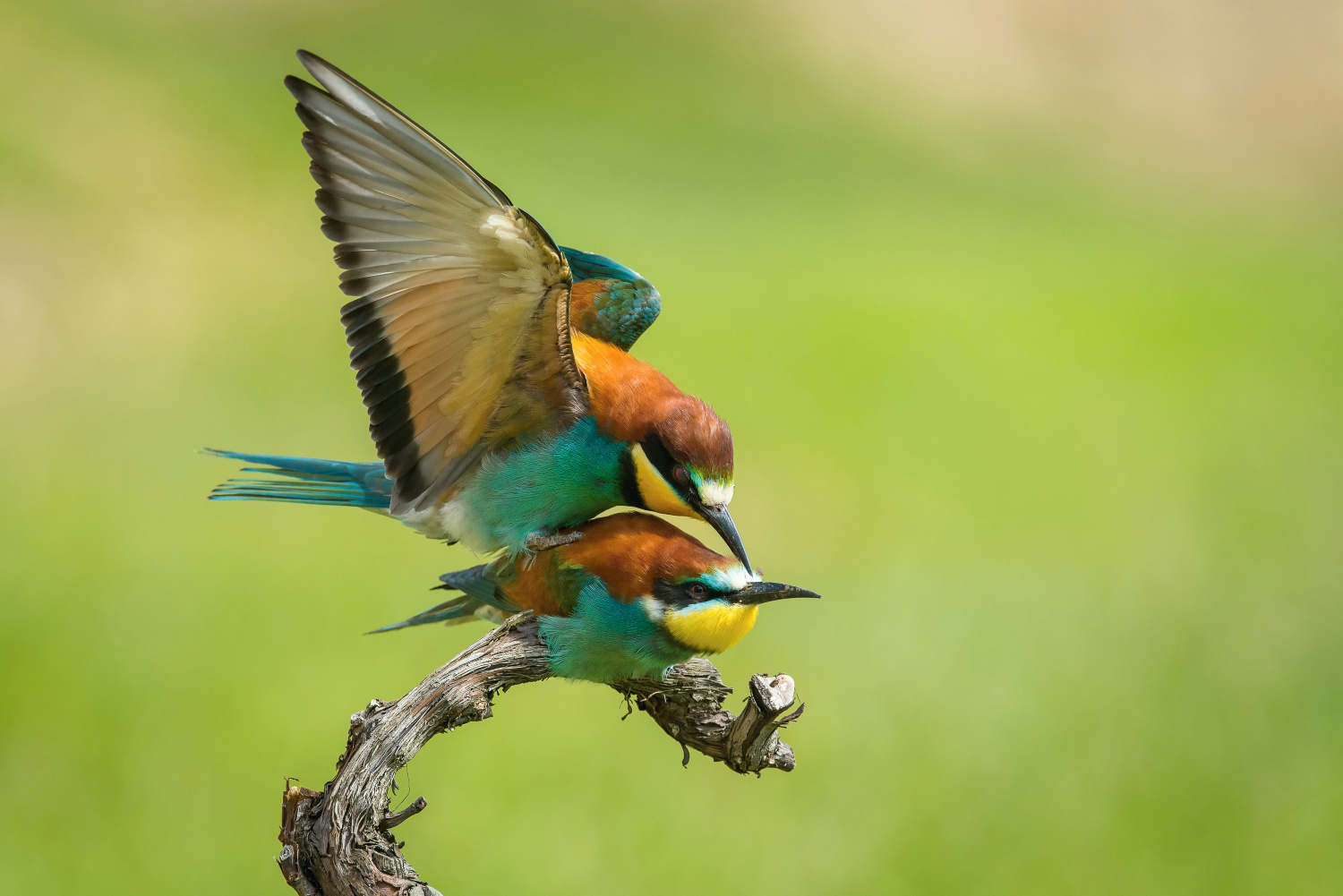 vlha pestrá (Merops apiaster) European bee-eater