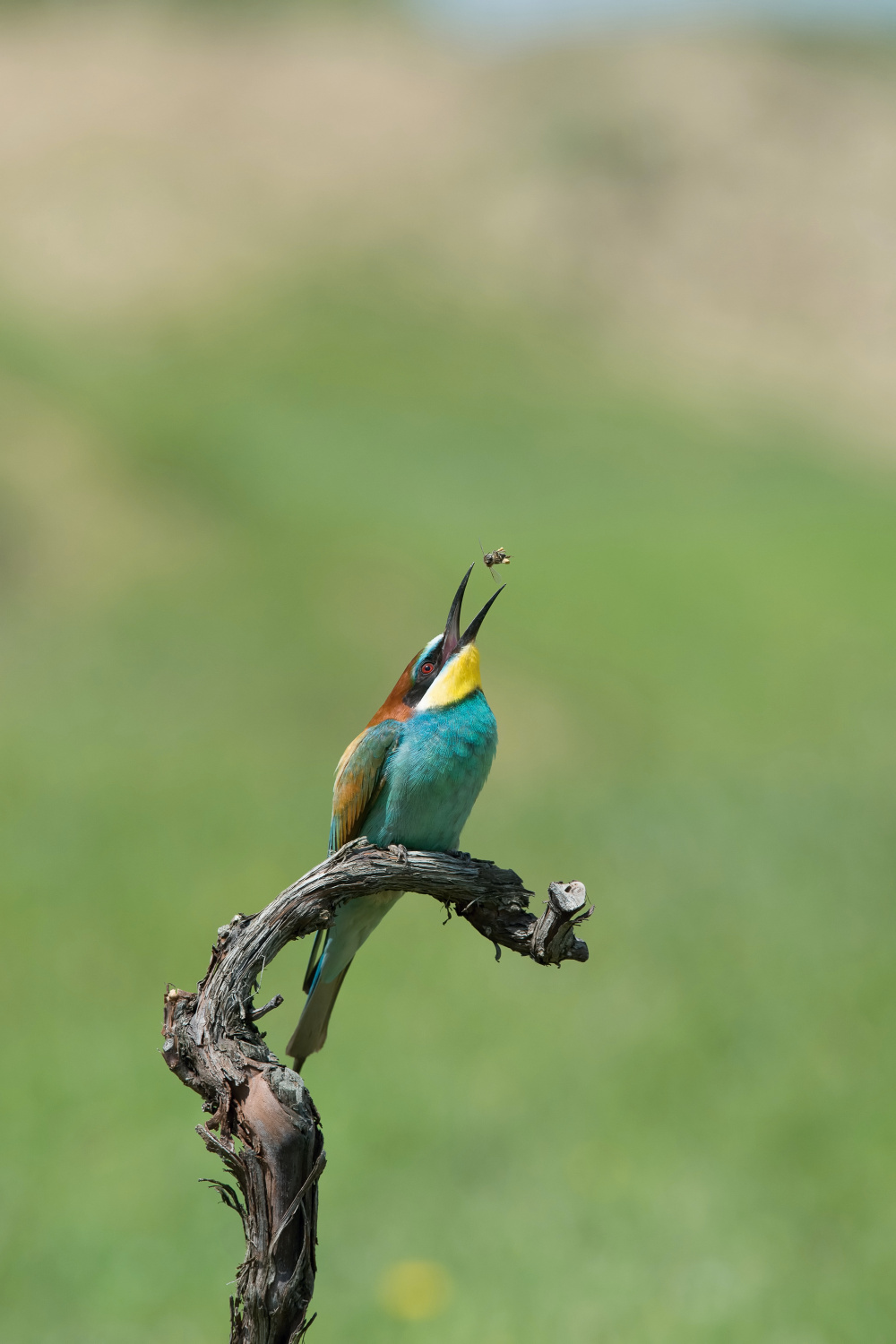 vlha pestrá (Merops apiaster) European bee-eater