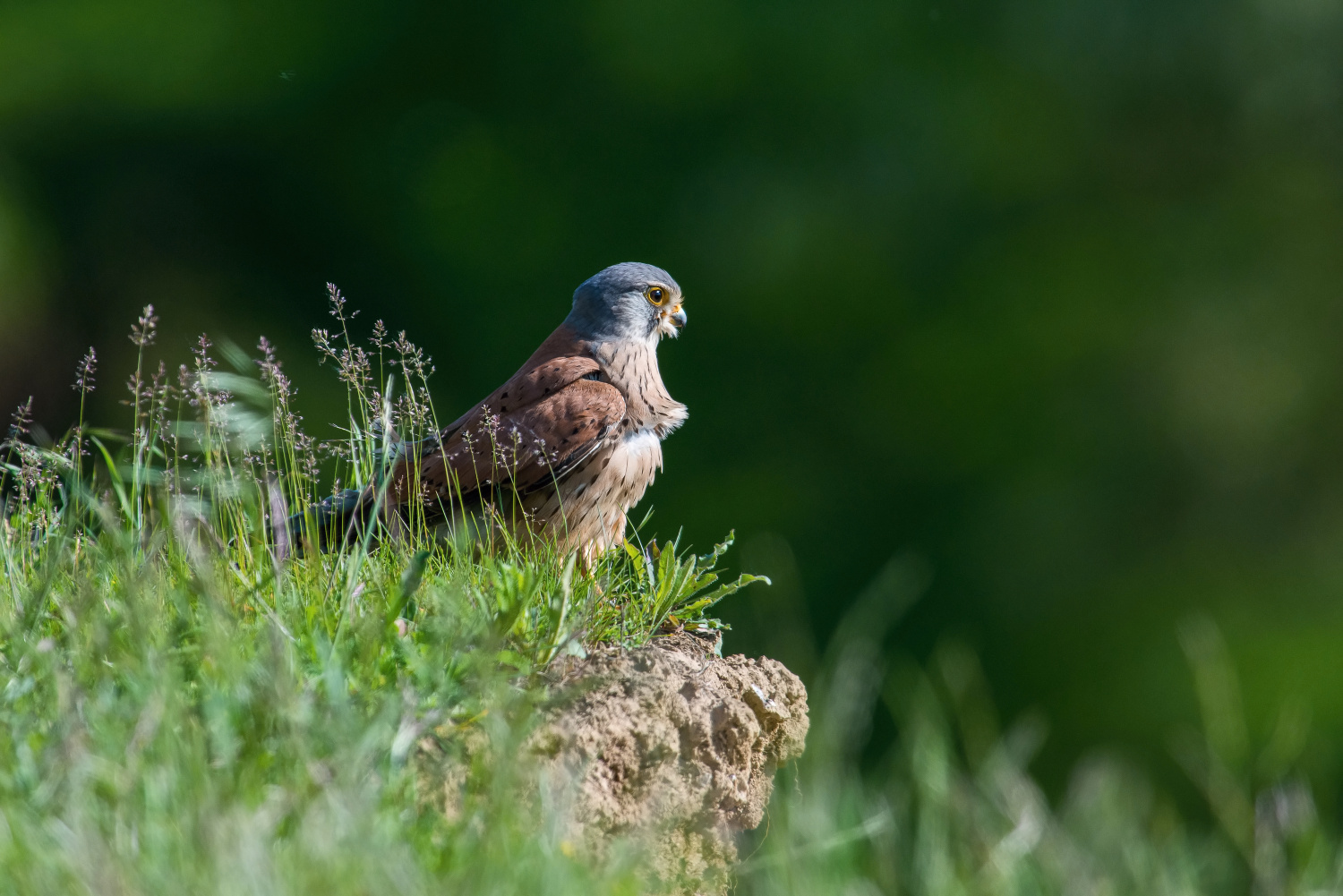 poštolka obecná (Falco tinnunculus) Common kestrel