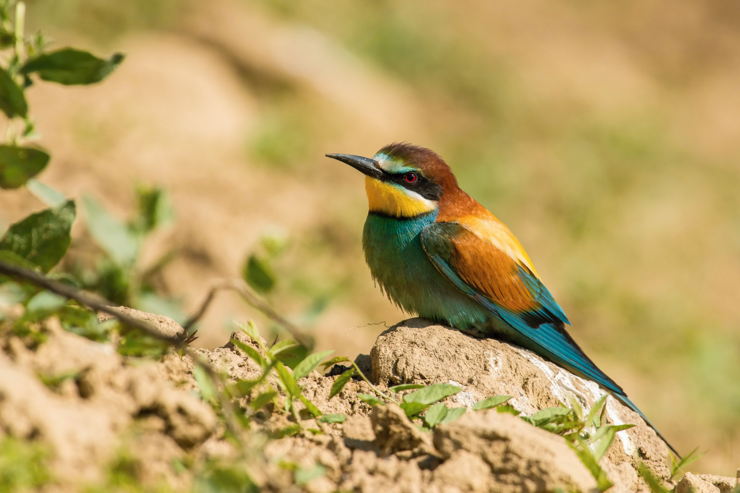 vlha pestrá (Merops apiaster) European bee-eater