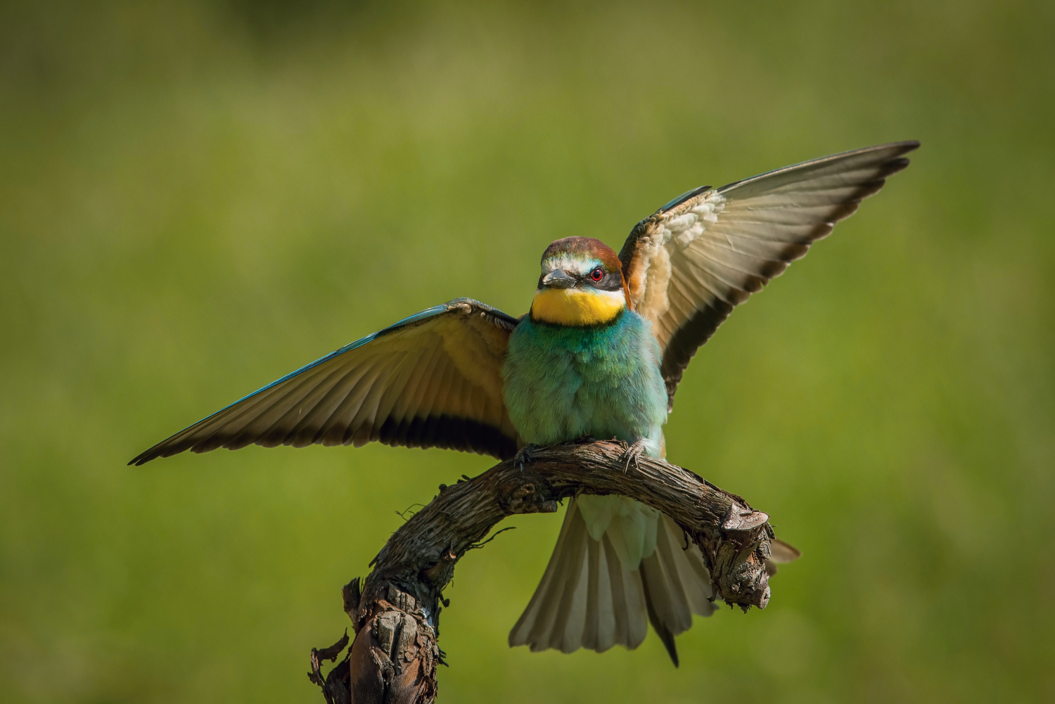 vlha pestrá (Merops apiaster) European bee-eater