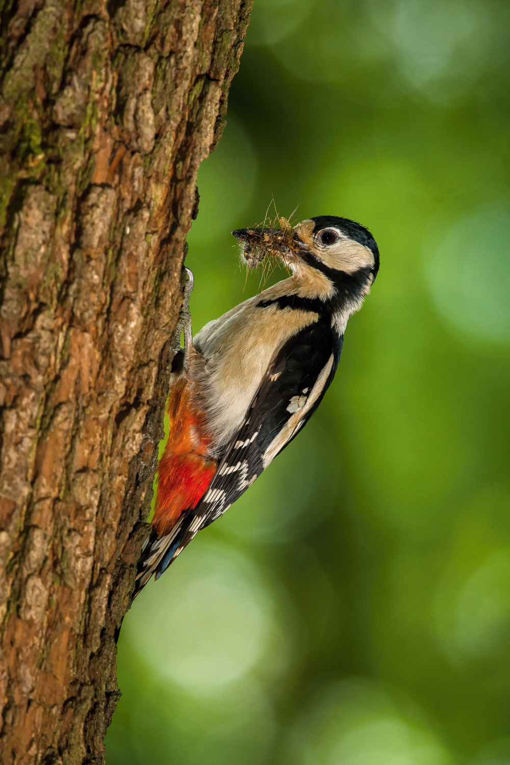 strakapoud velký (Dendrocopos major) Great spotted woodpecker